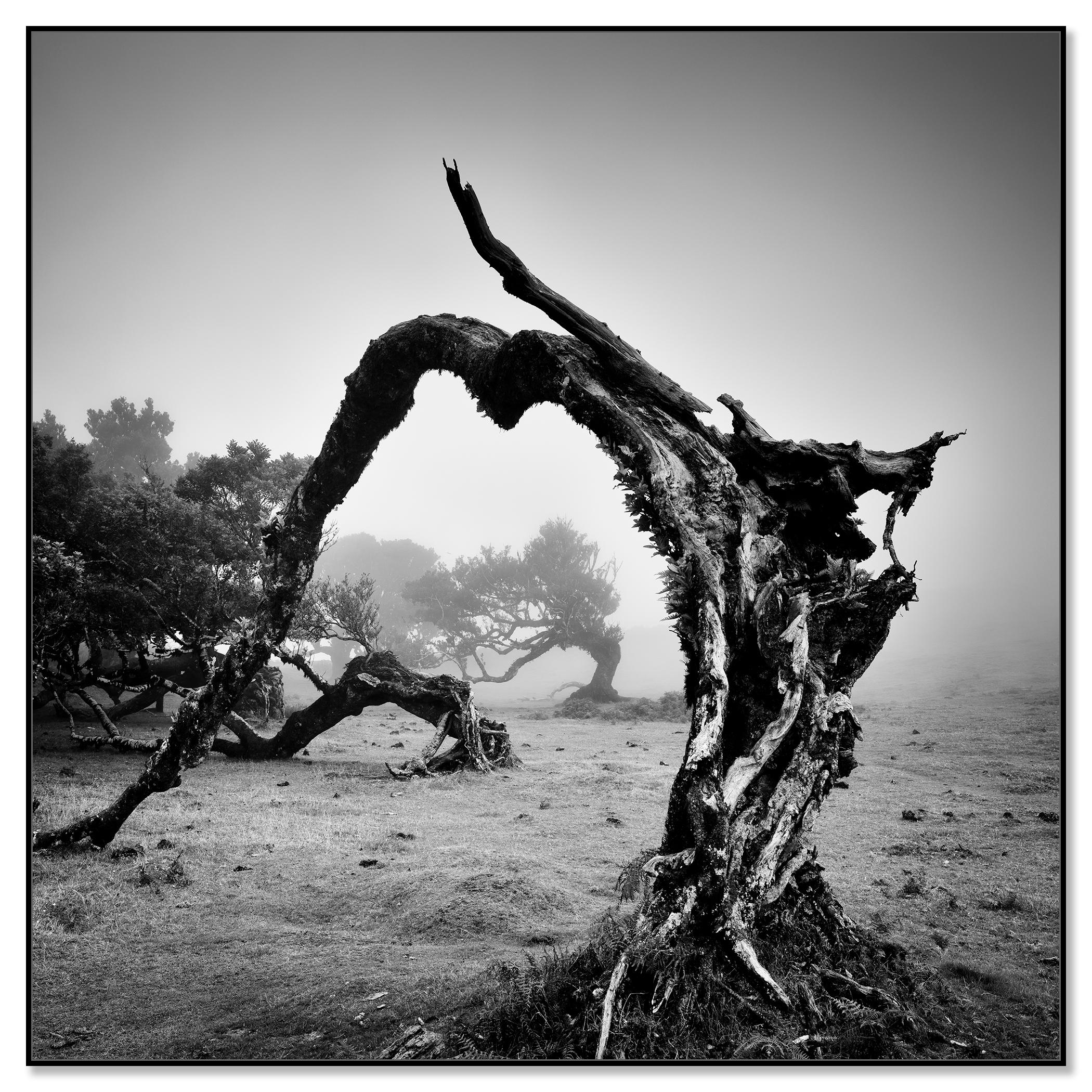 Árboles viejos en ángulo, Bosque de las Hadas, fotografía monocroma, edición limitada - Photograph de Gerald Berghammer