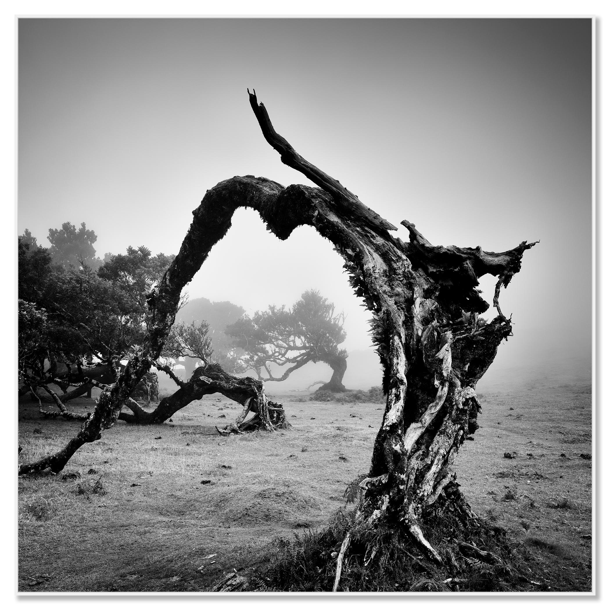 Árboles viejos en ángulo, Bosque de las Hadas, fotografía monocroma, edición limitada - Photograph Contemporáneo de Gerald Berghammer