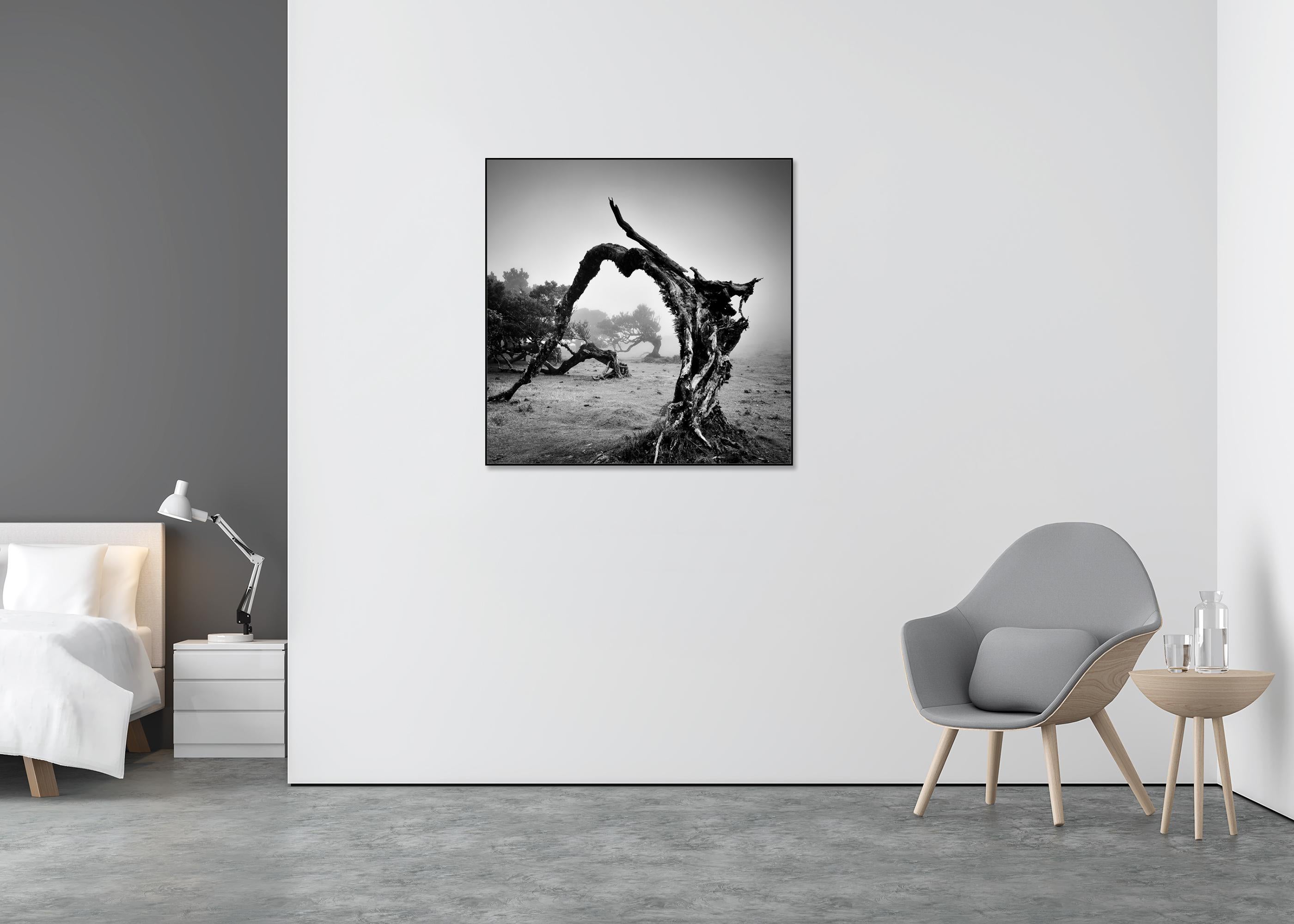 Árboles viejos en ángulo, Bosque de las Hadas, fotografía monocroma, edición limitada - Landscape Photograph Gris de Gerald Berghammer