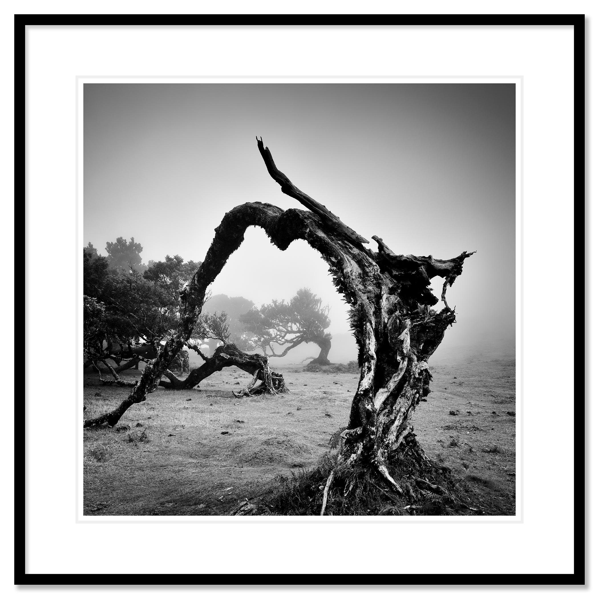 Fotografía artística de paisajes en blanco y negro. Viejos árboles angulosos a la luz de la niebla matutina en la hermosa isla de Madeira, Portugal. Impresión con tinta de pigmento de archivo en una edición limitada de 7 ejemplares. Todas las