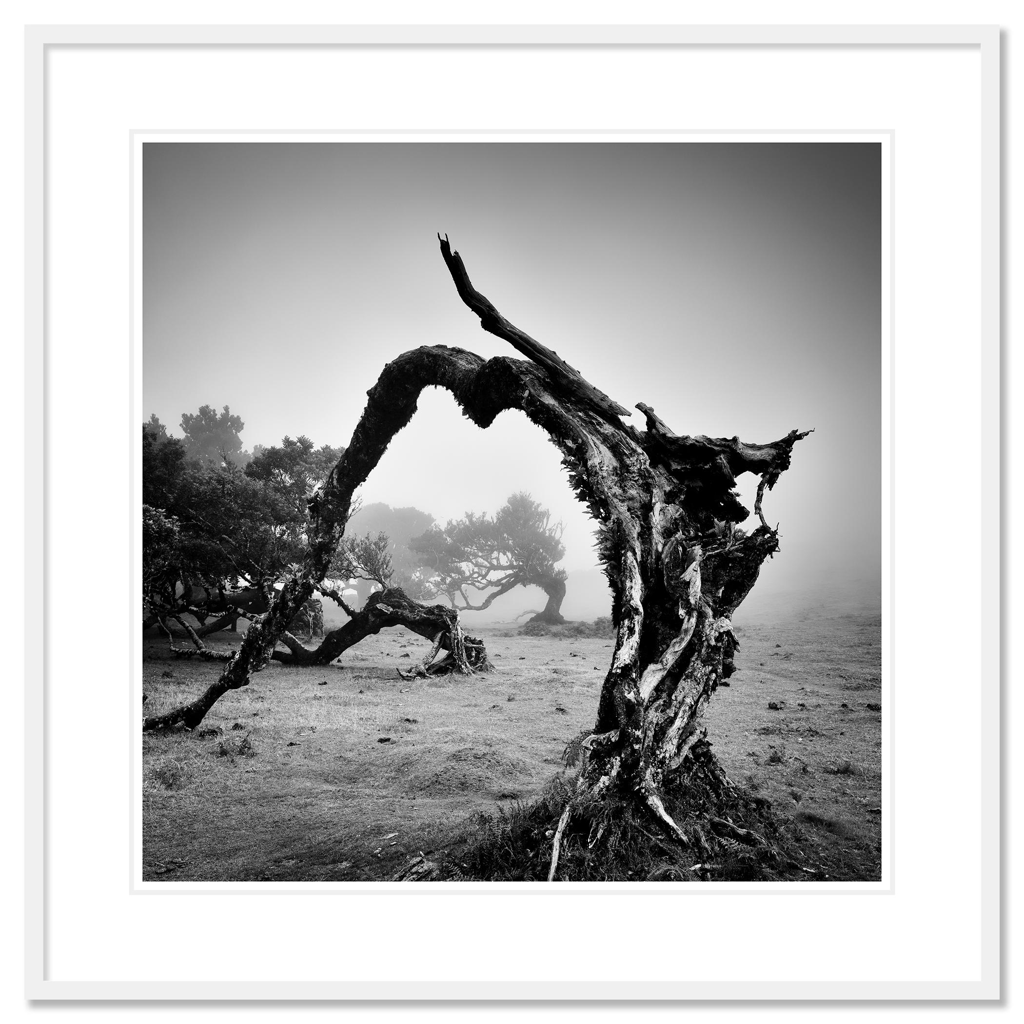 Árboles viejos en ángulo, Bosque de las Hadas, fotografía monocroma, edición limitada en venta 1