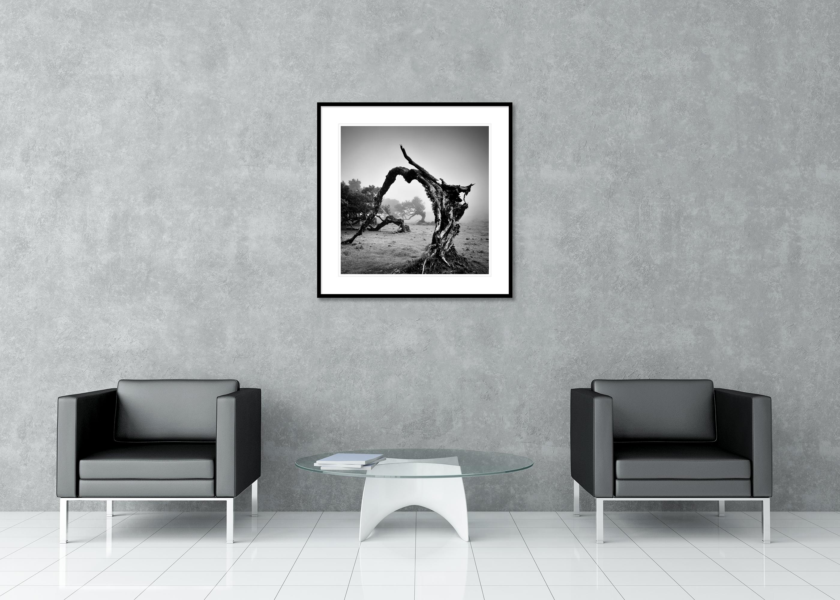 Árboles viejos en ángulo, Bosque de las Hadas, fotografía monocroma, edición limitada en venta 2