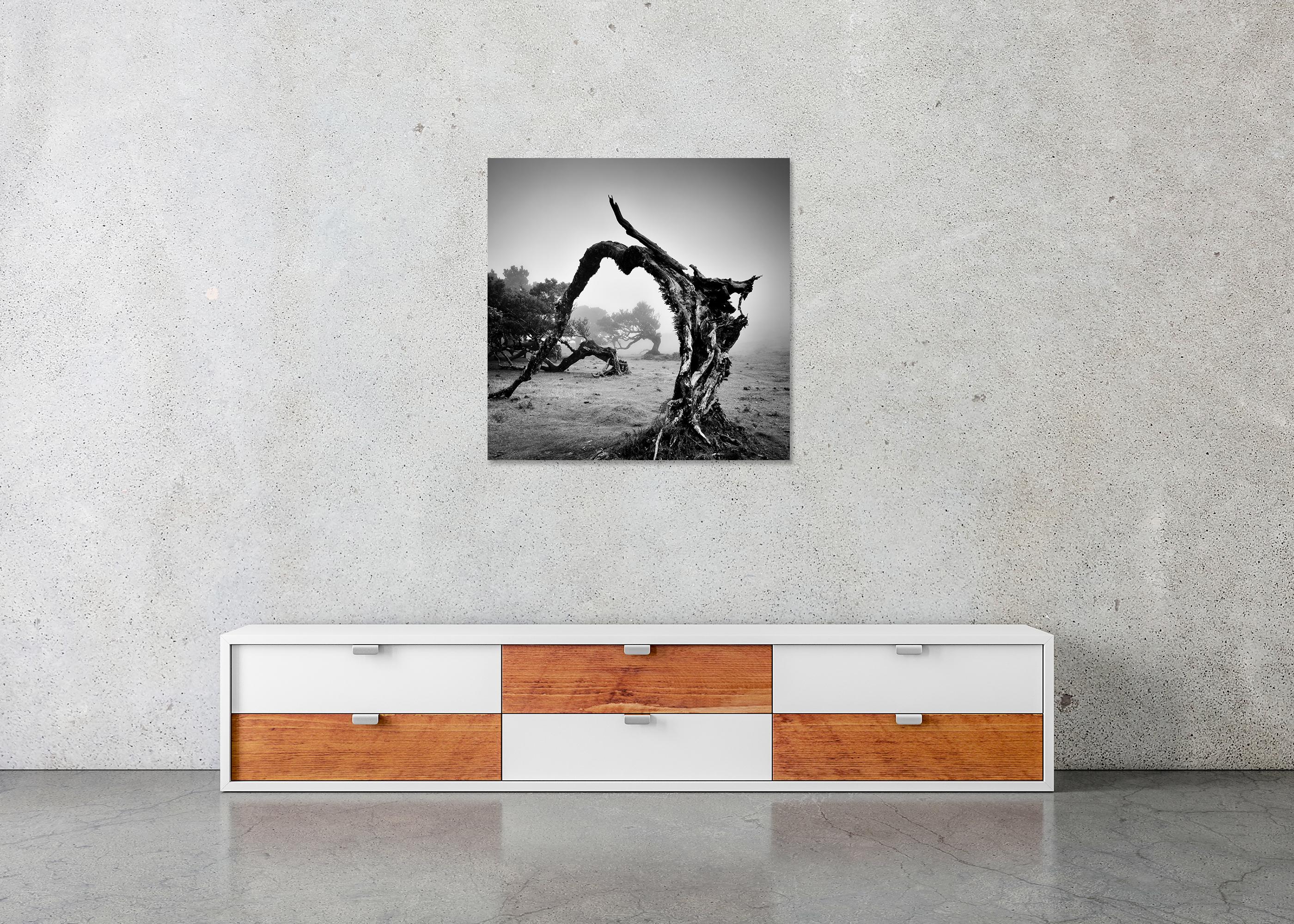 Árboles viejos en ángulo, Bosque de las Hadas, fotografía monocroma, edición limitada en venta 4