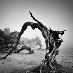 Old angled tree, misty morning, black and white fine art photography, landscape