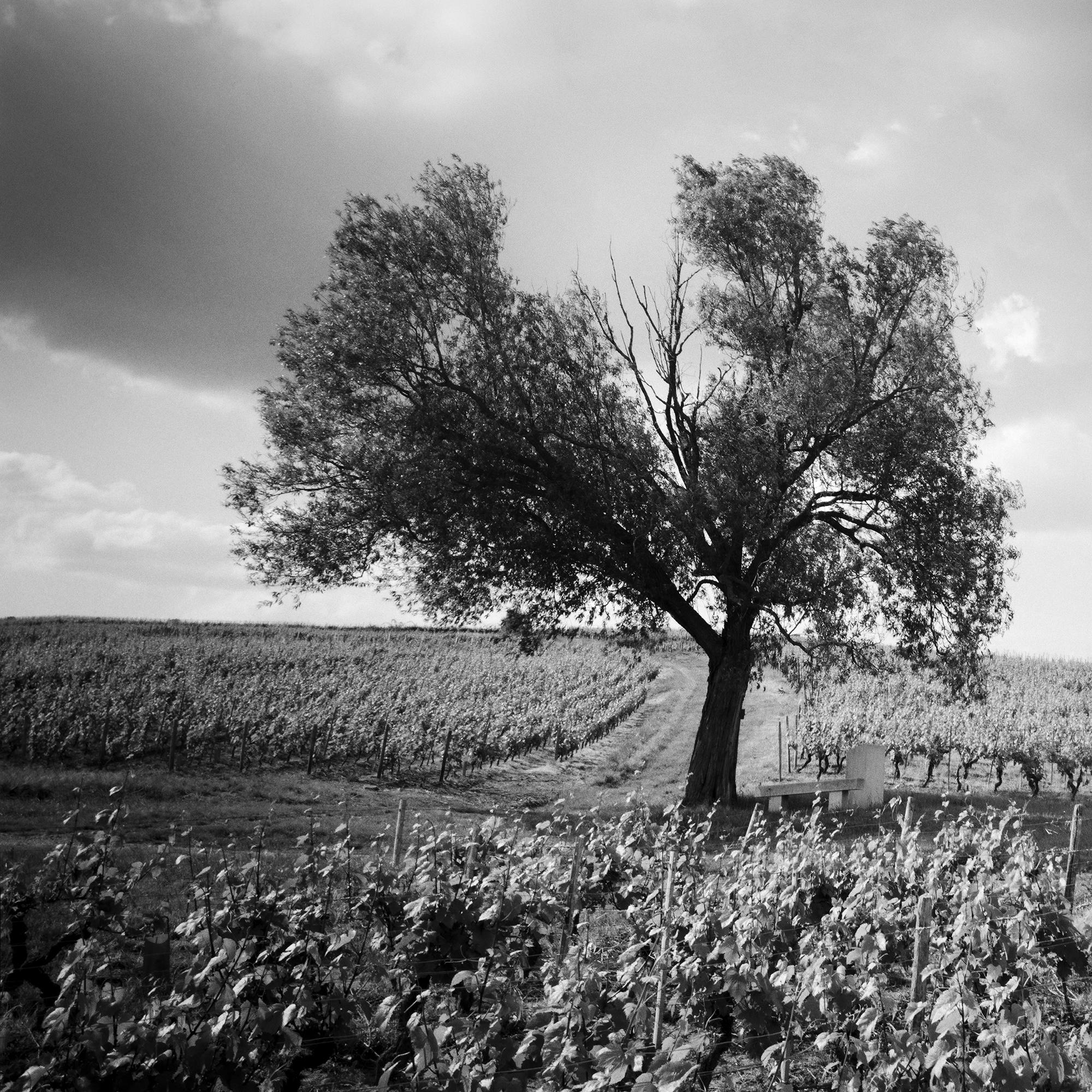 Old Tree at Vineyard, Bordeaux, France, impression de paysage minimaliste en noir et blanc en vente 5