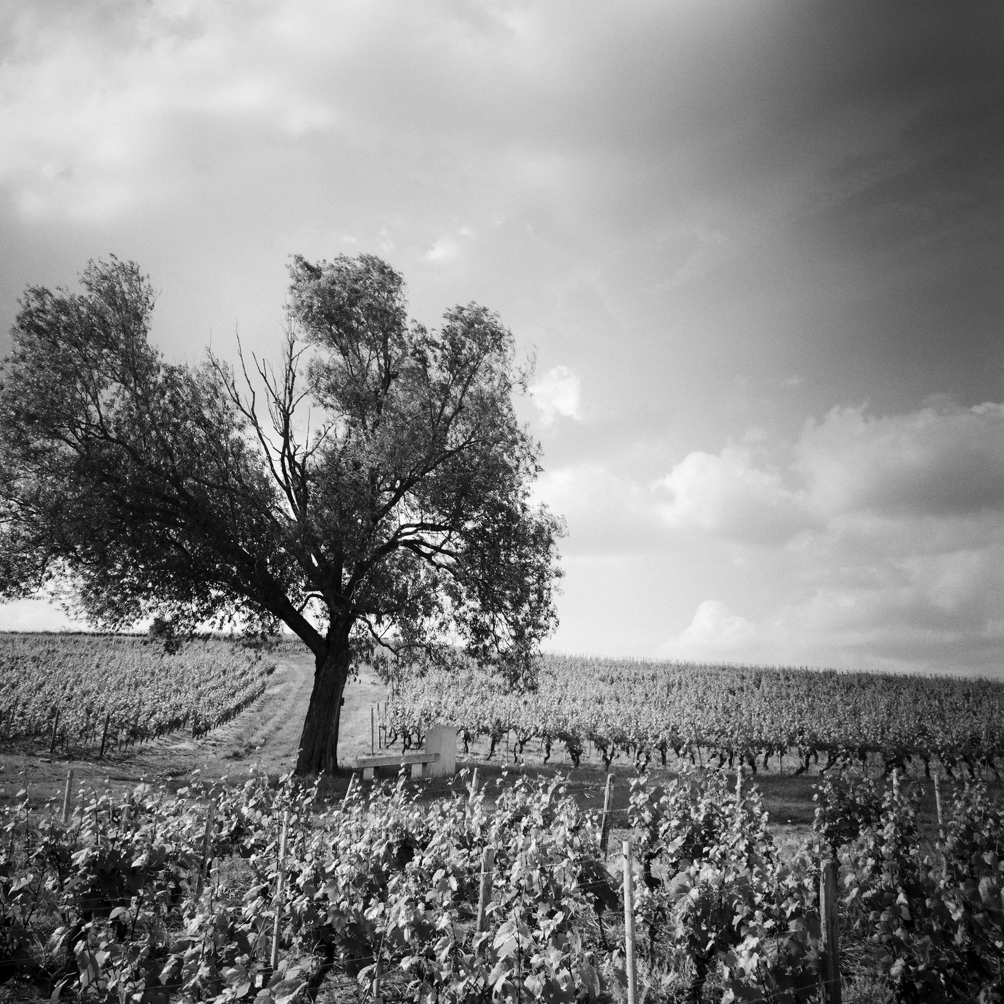 Old Tree at Vineyard, Bordeaux, France, impression de paysage minimaliste en noir et blanc en vente 6