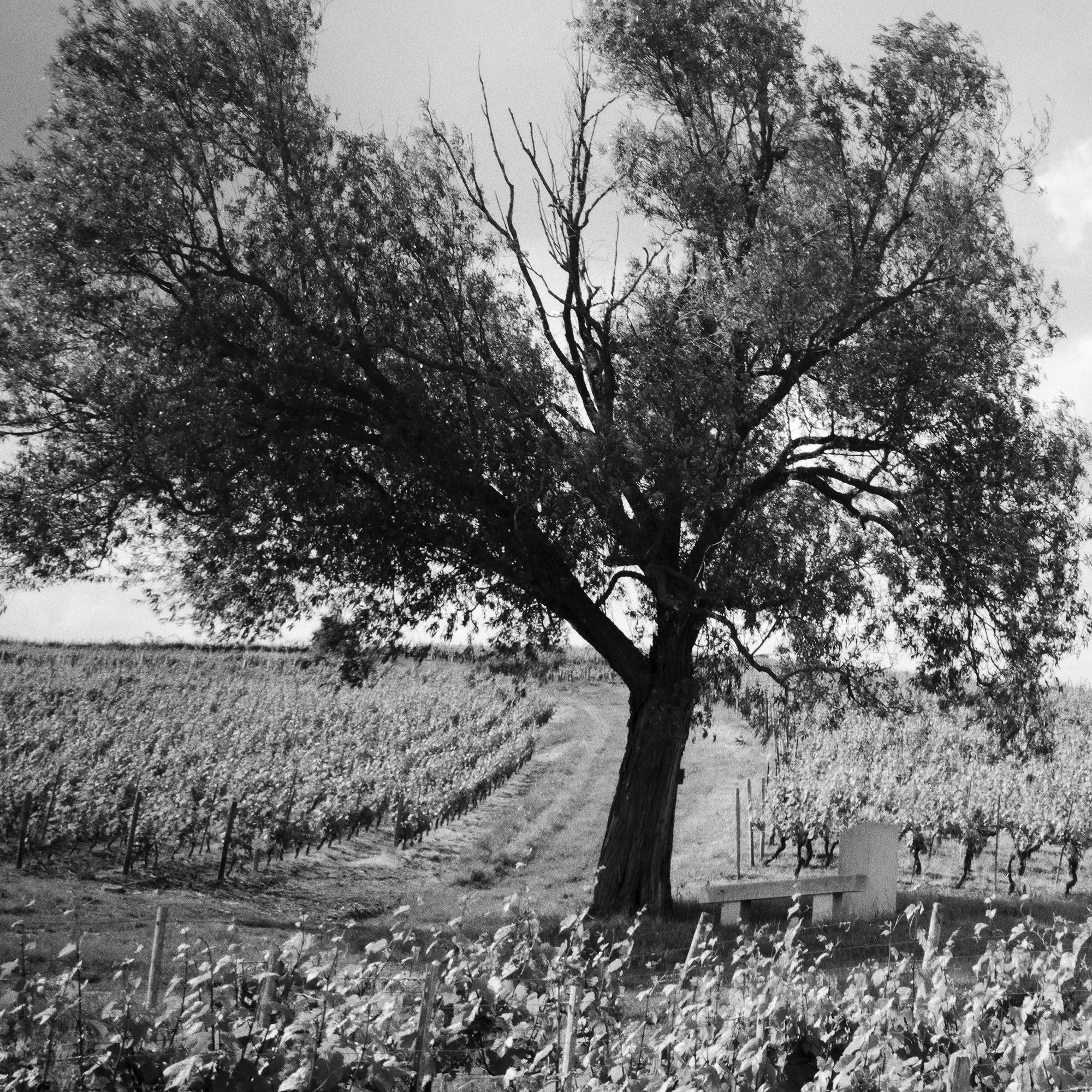 Old Tree at Vineyard, Bordeaux, France, impression de paysage minimaliste en noir et blanc en vente 7