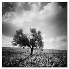 Old Tree at Vineyard, Bordeaux, France, minimalist black & white landscape print