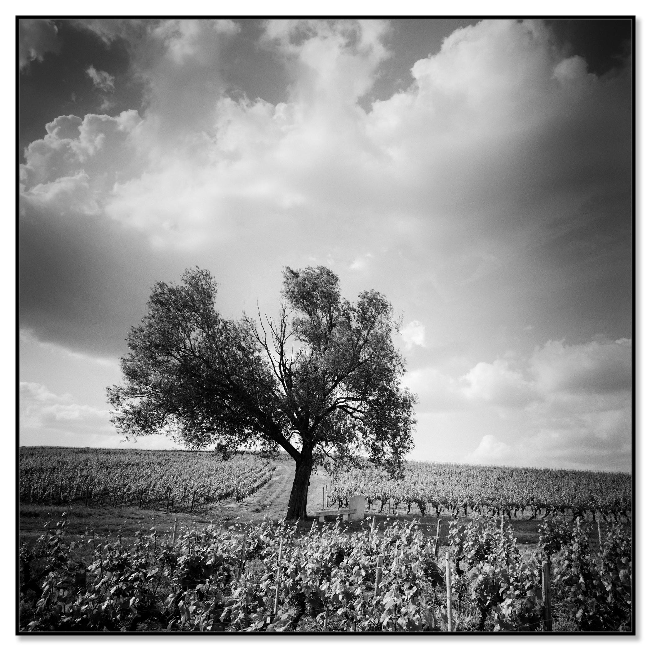 Old Tree at Vineyard, Bordeaux, France, impression de paysage minimaliste en noir et blanc - Contemporain Photograph par Gerald Berghammer