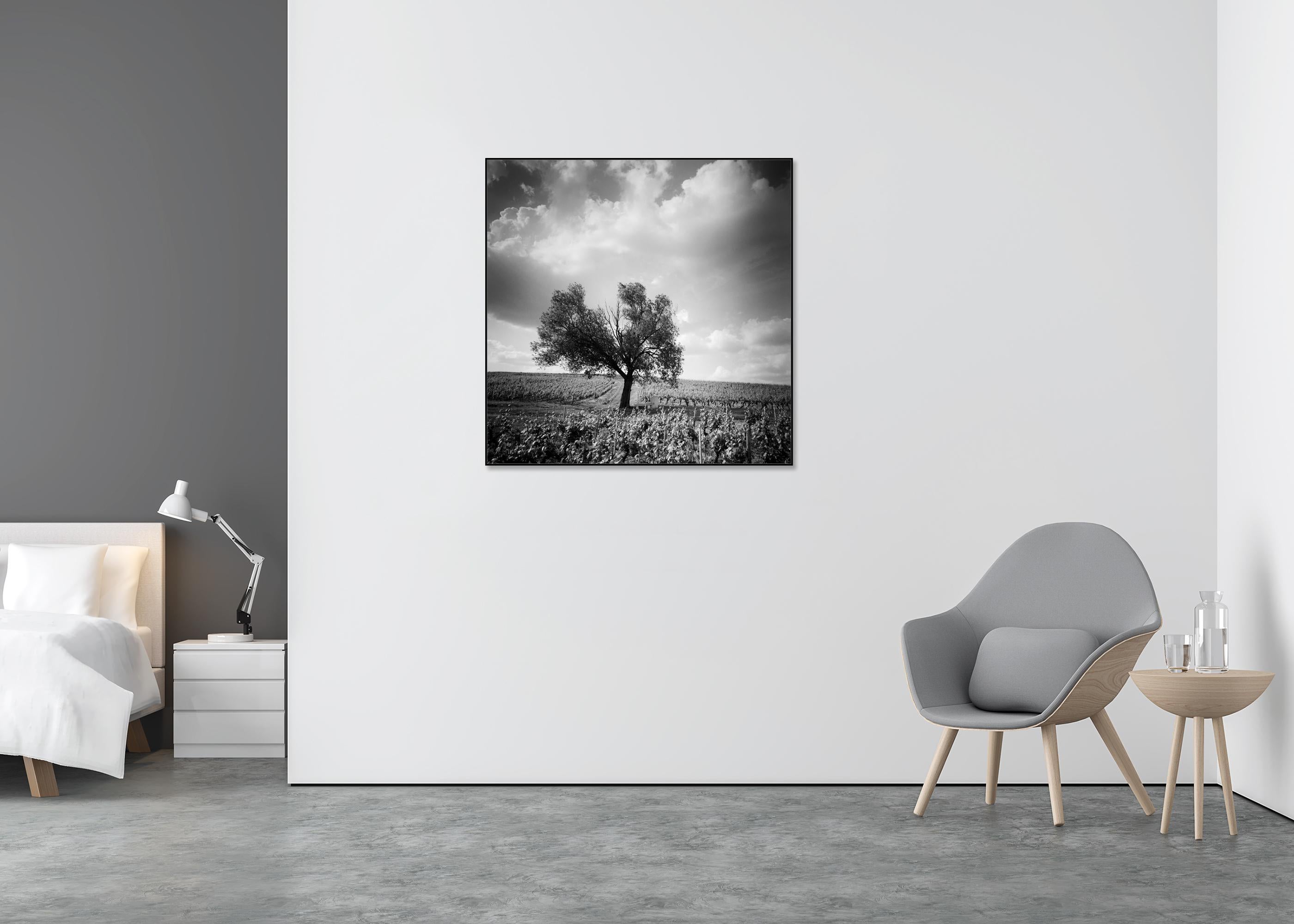 Old Tree at Vineyard, Bordeaux, France, impression de paysage minimaliste en noir et blanc - Gris Landscape Photograph par Gerald Berghammer
