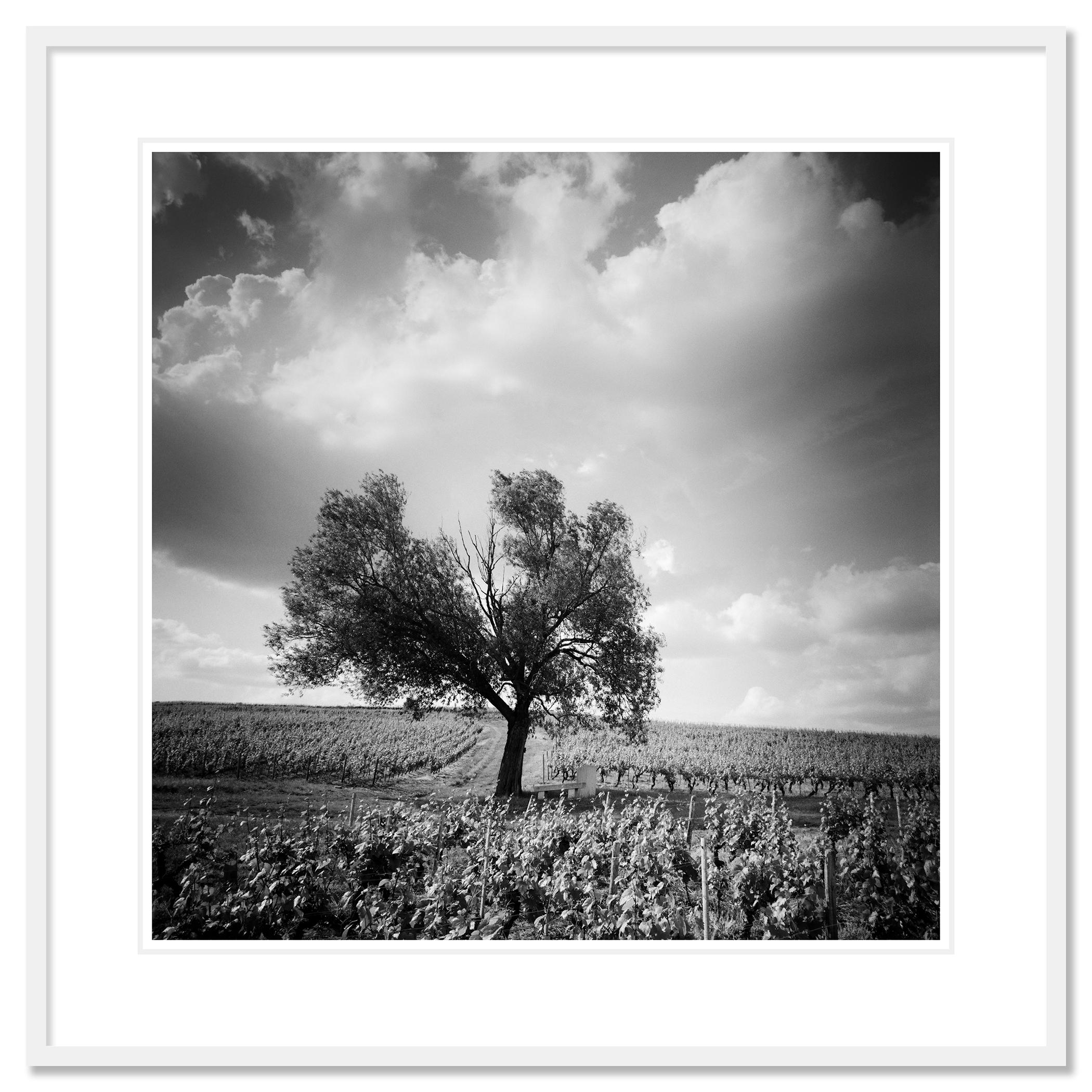 Photographie de paysage en noir et blanc - Arbre au milieu d'un magnifique vignoble avec de gros nuages à Bordeaux, France. Épreuve à l'encre pigmentaire d'archives, édition de 9 exemplaires. Signée, titrée, datée et numérotée par l'artiste.