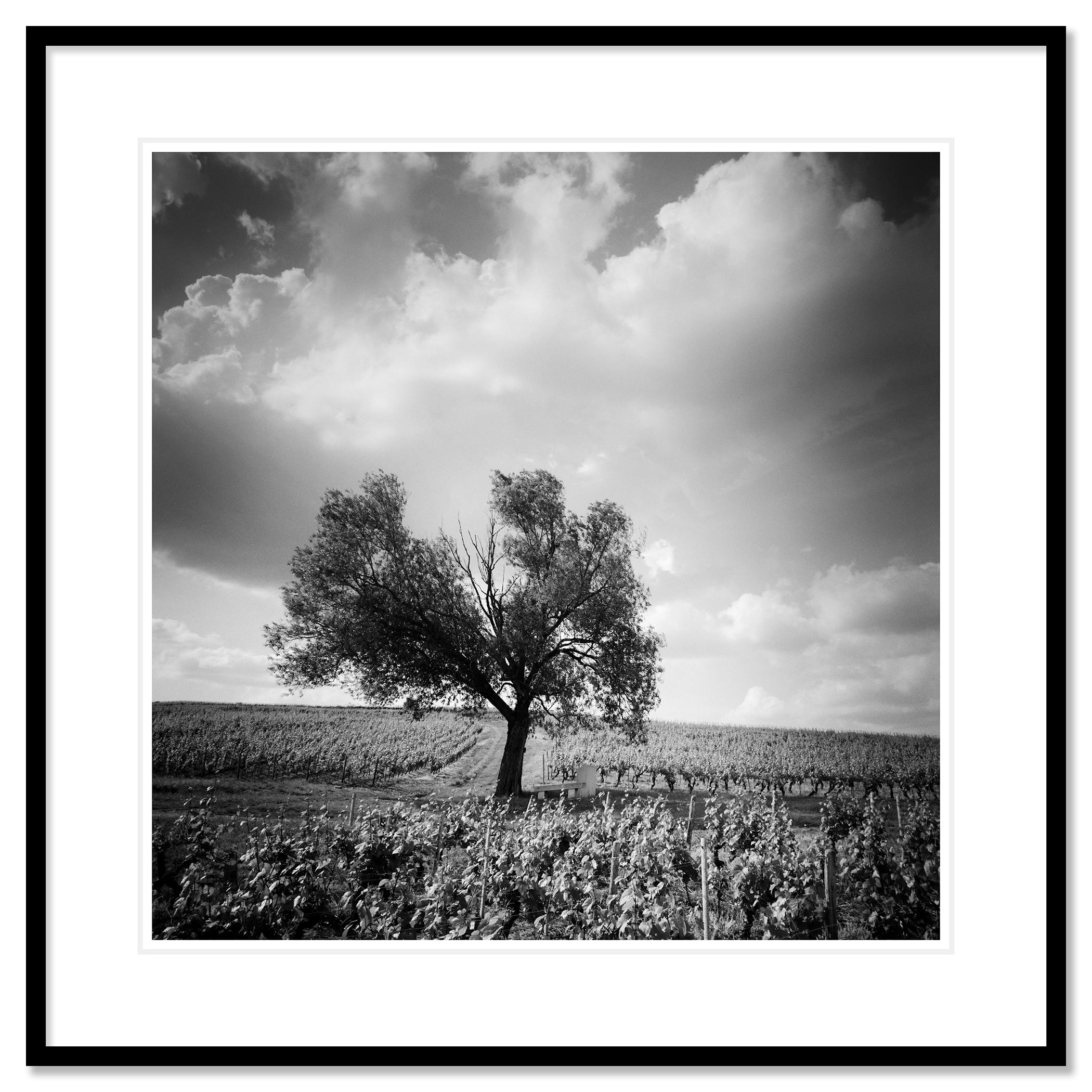 Old Tree at Vineyard, Bordeaux, France, impression de paysage minimaliste en noir et blanc en vente 1