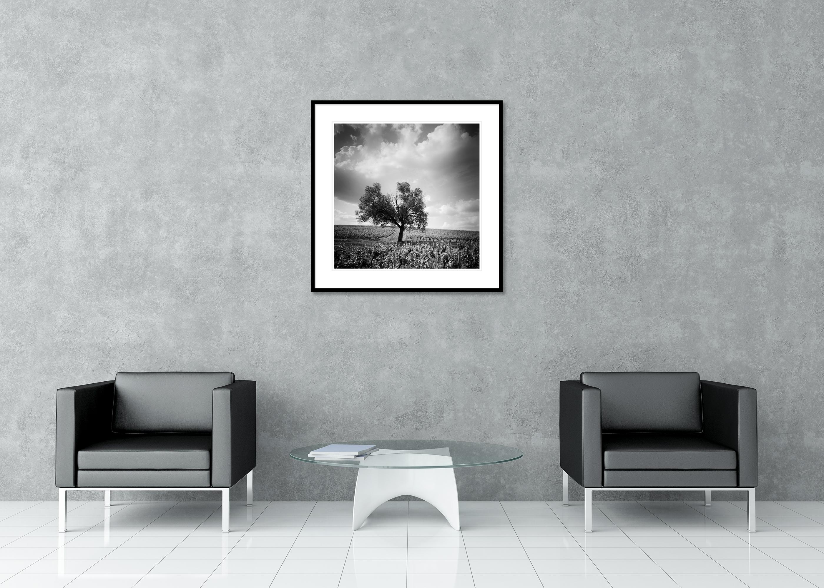 Old Tree at Vineyard, Bordeaux, France, impression de paysage minimaliste en noir et blanc en vente 2