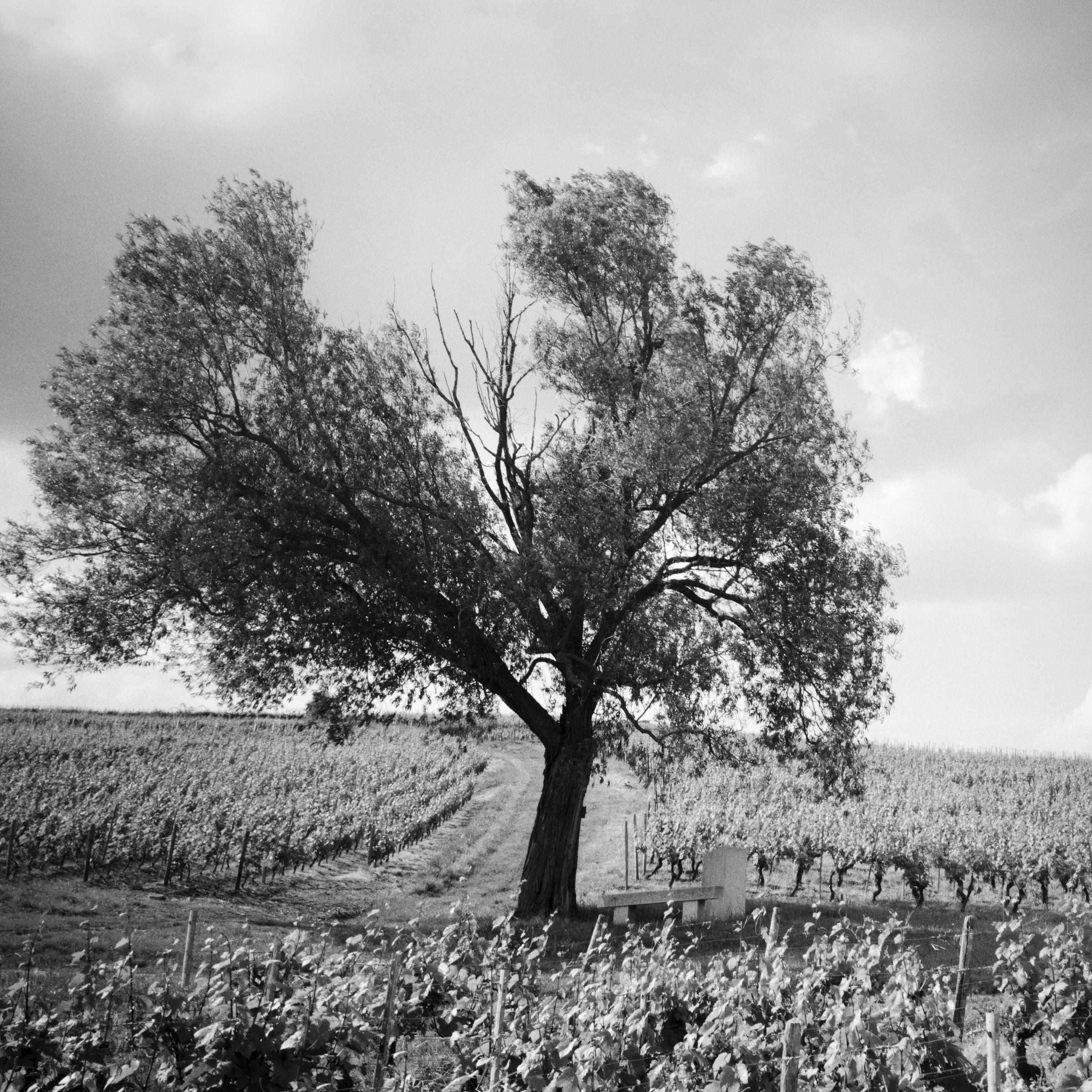 Old Tree at Vineyard, Bordeaux, France, minimalist black & white landscape print For Sale 1