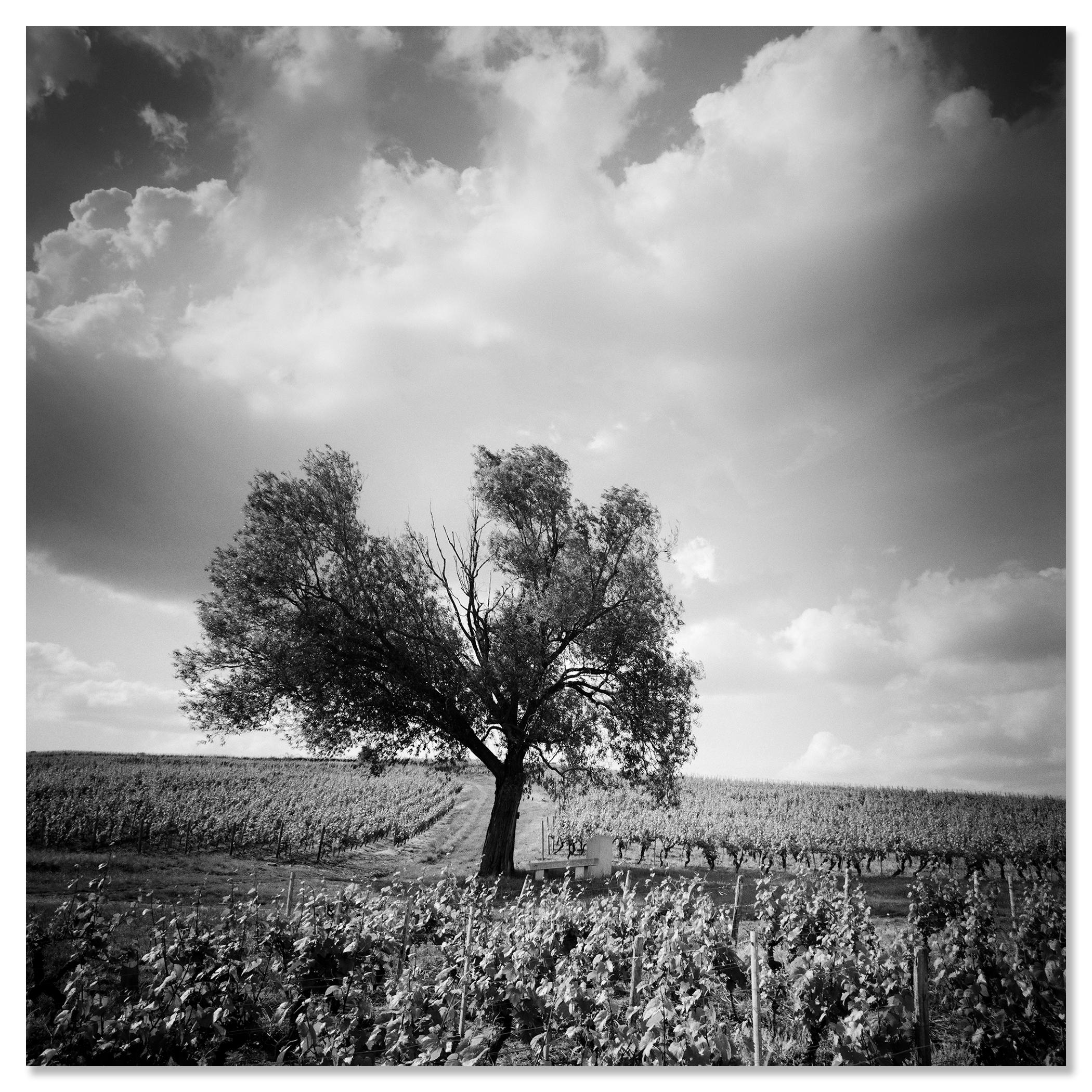 Old Tree at Vineyard, Bordeaux, France, impression de paysage minimaliste en noir et blanc en vente 3