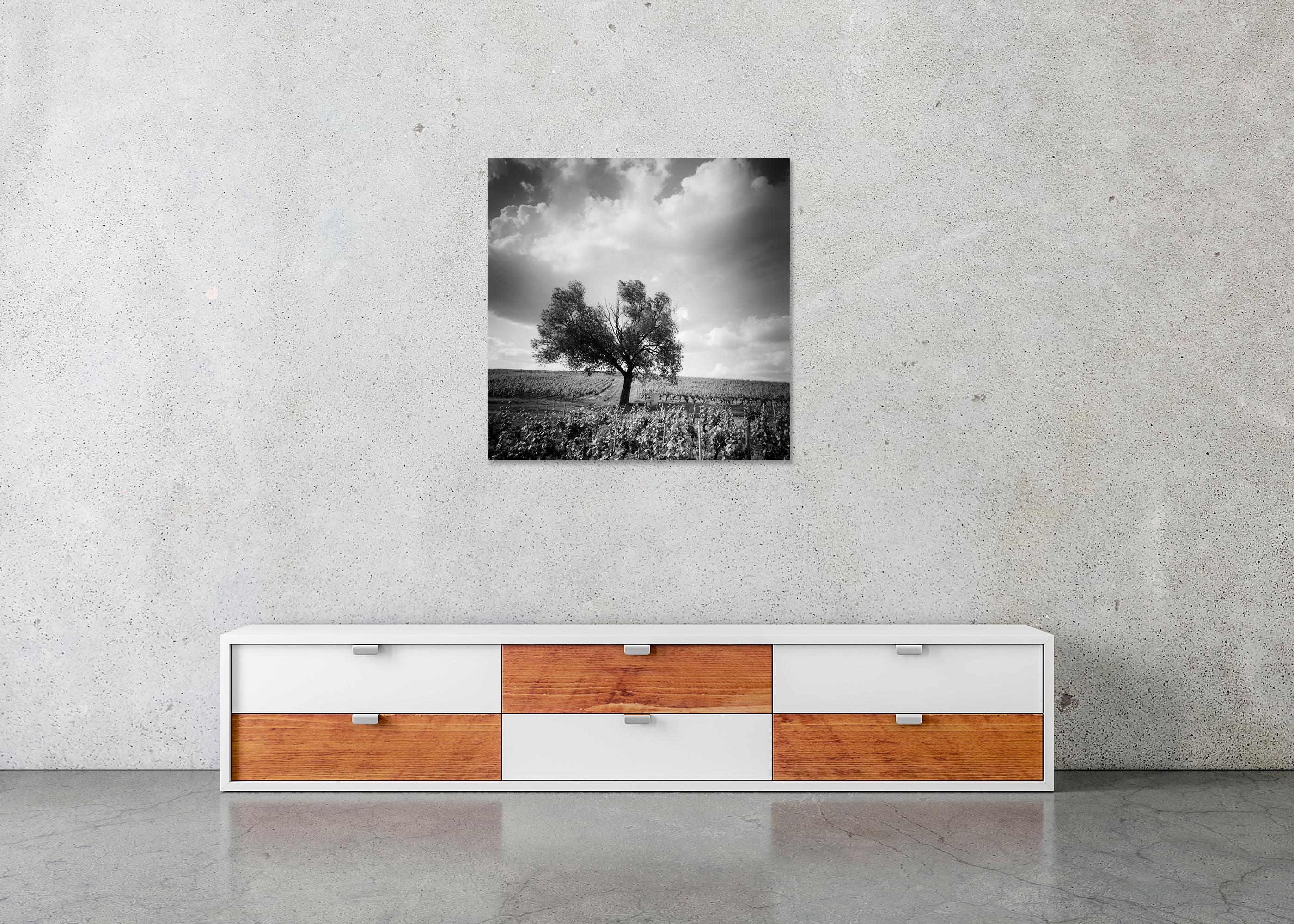 Old Tree at Vineyard, Bordeaux, France, impression de paysage minimaliste en noir et blanc en vente 4