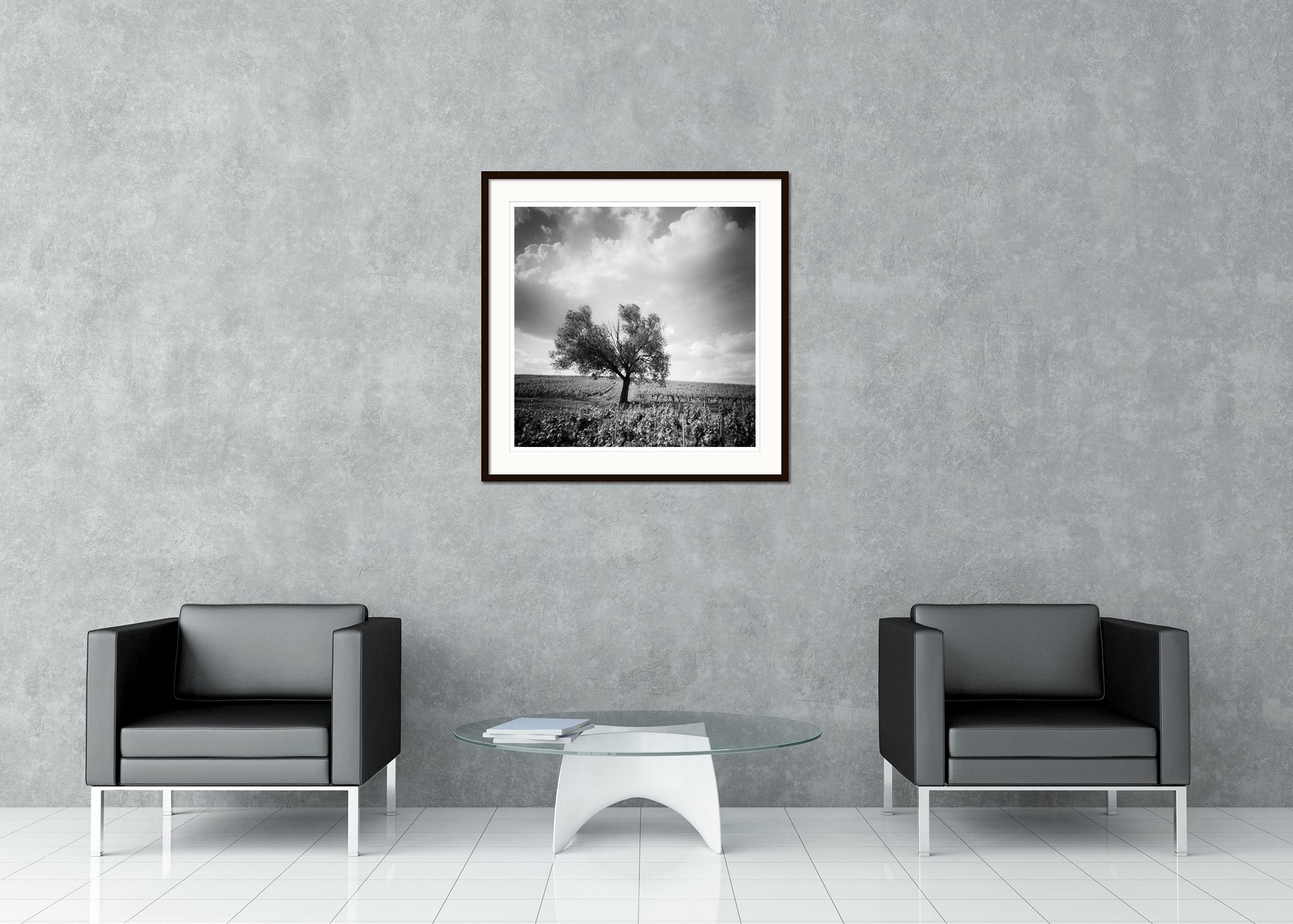 Black and White Fine Art Landscape Photography - Tree in the middle of beautiful vineyard with big clouds in Bordeaux, France. Archival pigment ink print, edition of 5. Signed, titled, dated and numbered by artist. Certificate of authenticity