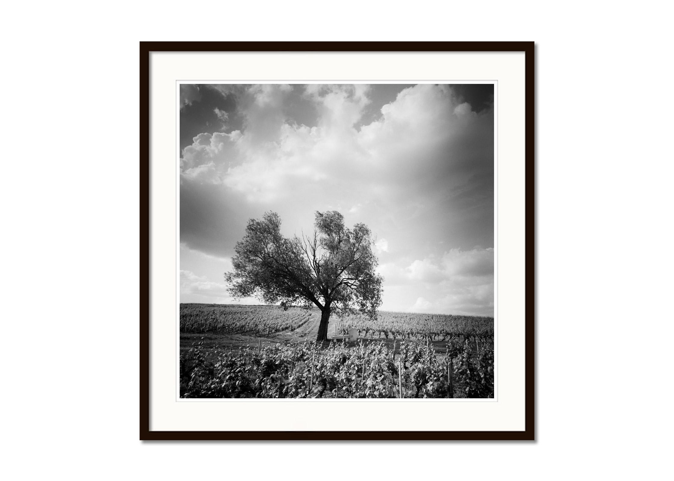 Old Tree at Vineyard, Bordeaux, France, black and white landscape photography - Gray Landscape Photograph by Gerald Berghammer