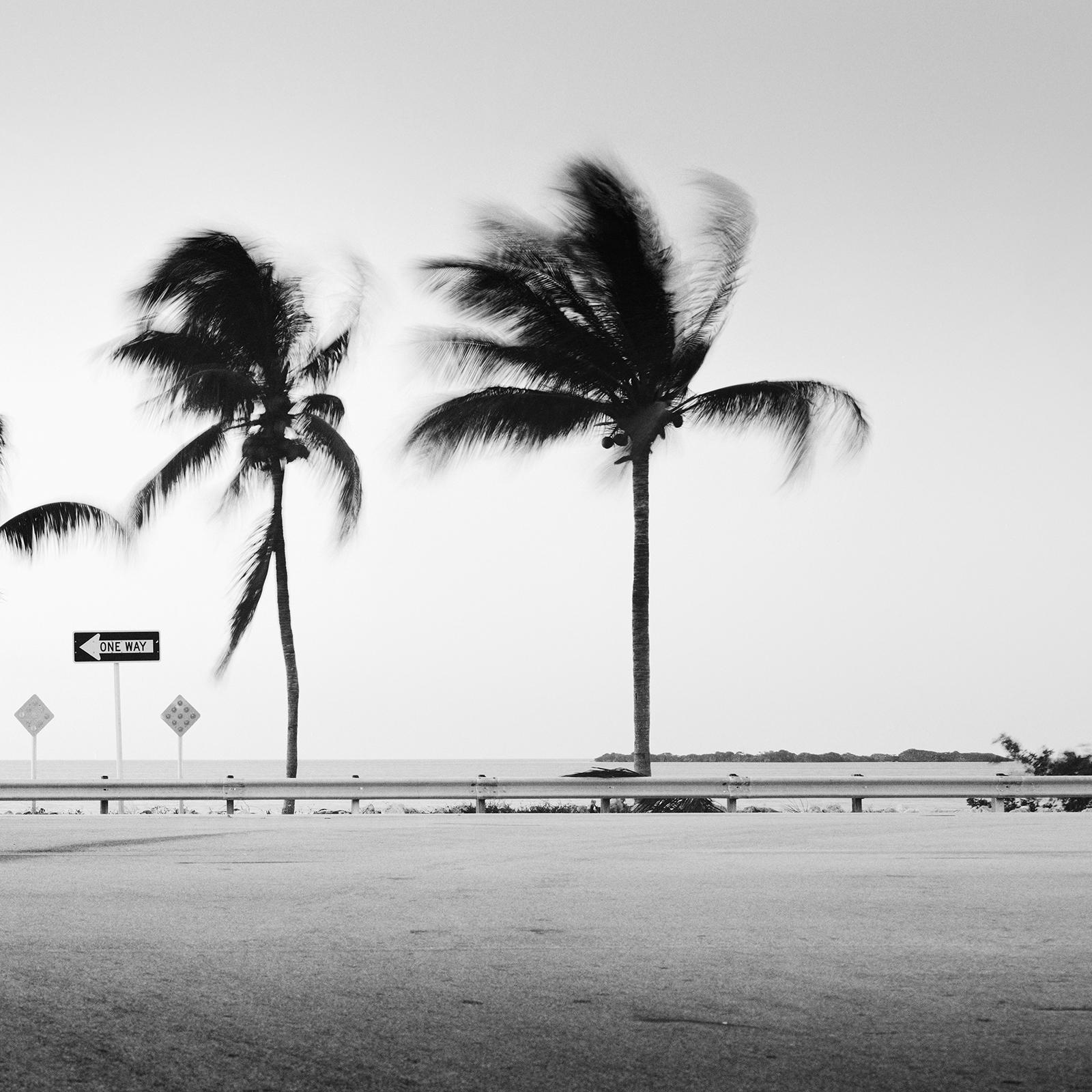 ONE WAY Panorama, Palm Tree, Florida, USA, black and white landscape photography For Sale 5