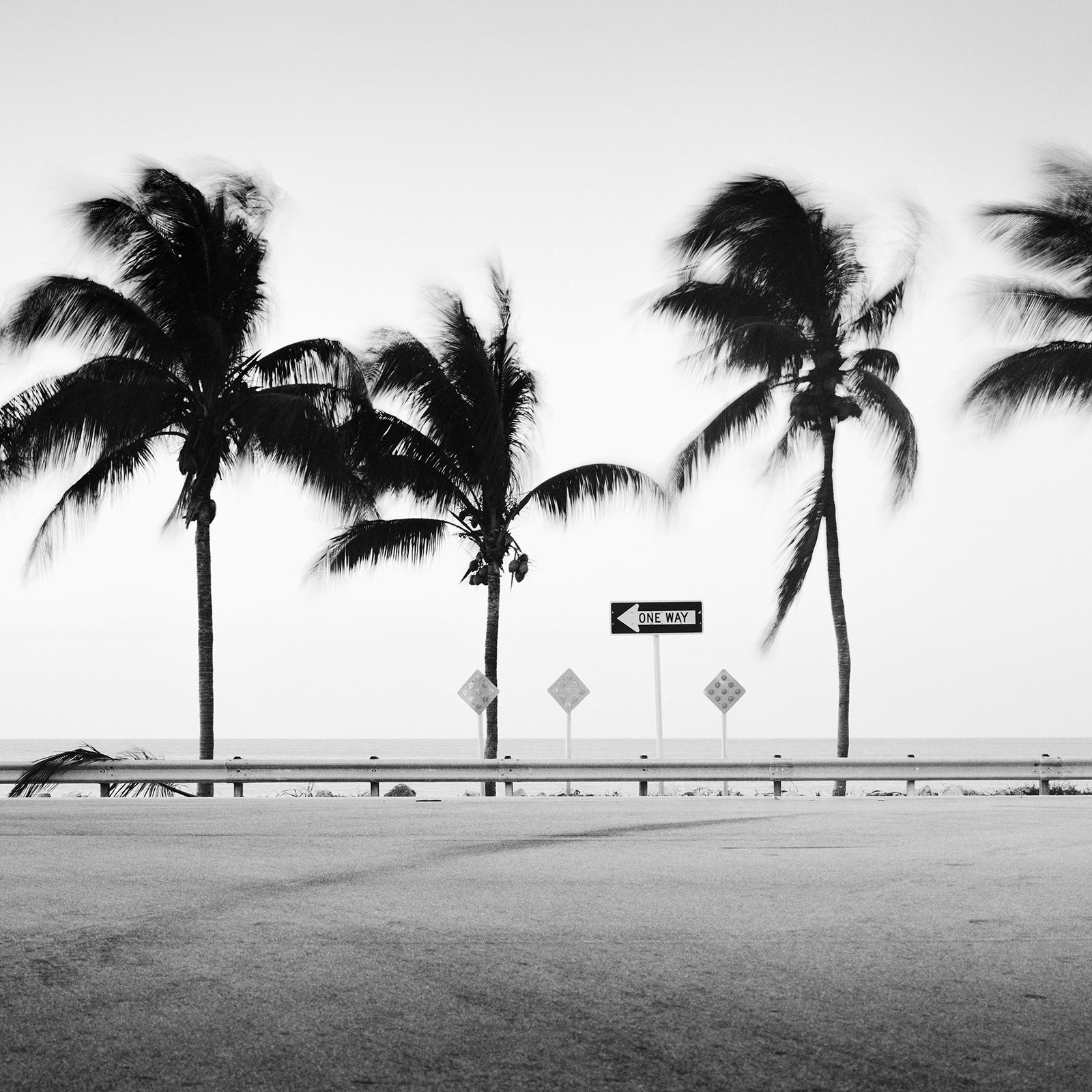 ONE WAY Panorama, Palm Tree, Florida, USA, black and white landscape photography For Sale 3
