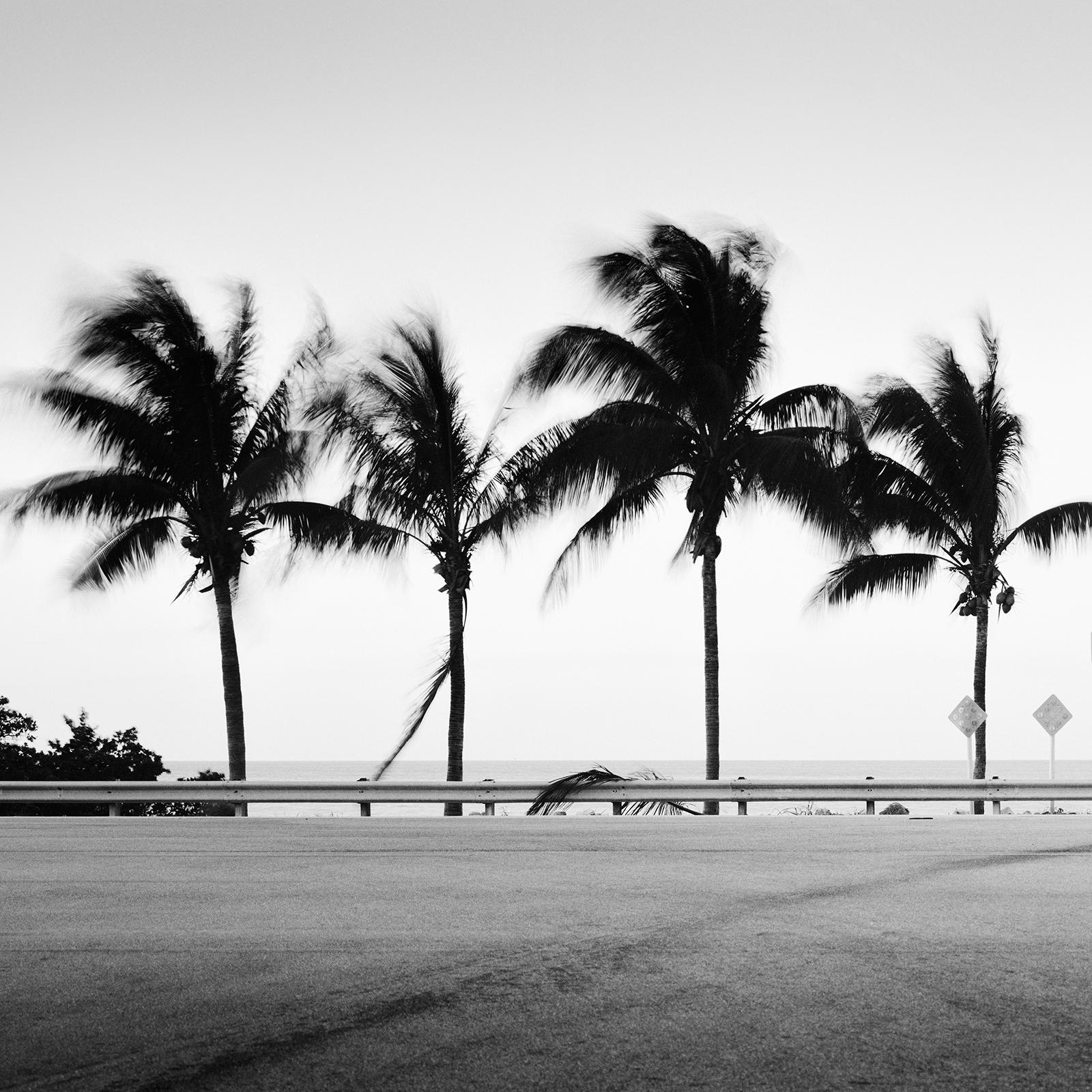 ONE WAY Panorama, Palm Tree, Florida, USA, black and white landscape photography For Sale 4