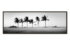 ONE WAY Panorama, Palm Tree, Florida, USA, fotografia di paesaggio in bianco e nero