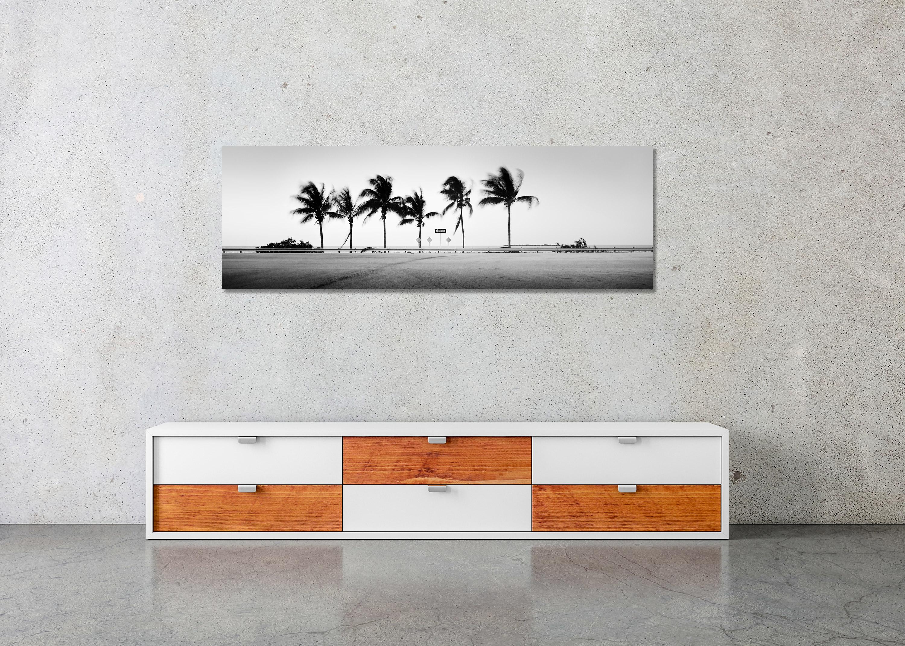 ONE WAY Panorama, Palm Tree, Florida, USA, black and white landscape photography For Sale 2