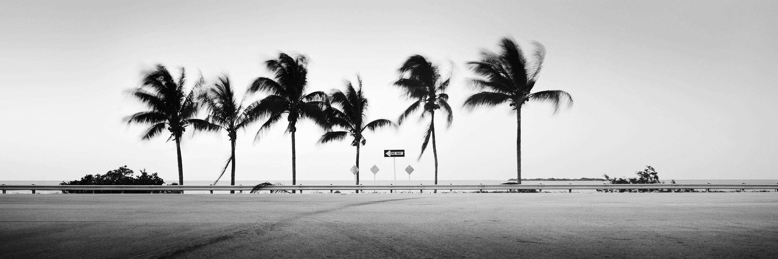 Gerald Berghammer Black and White Photograph - ONE WAY Panorama, Palm Tree, Florida, USA, black and white landscape photography