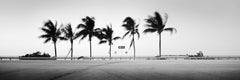 ONE WAY Panorama, Palm Trees, Florida, USA, black & white landscape photography