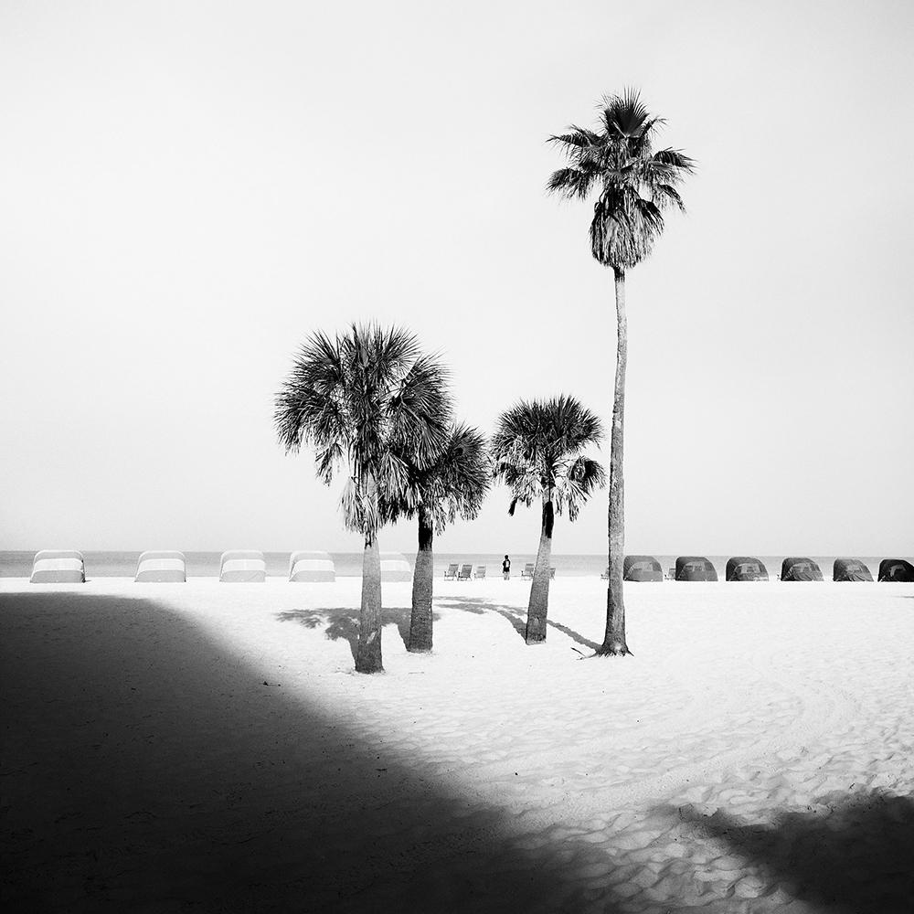 Gerald Berghammer Black and White Photograph – Palm Beach, Palm Tree, Florida, USA, Schwarz-Weiß-Fotografie, limitierte Auflage