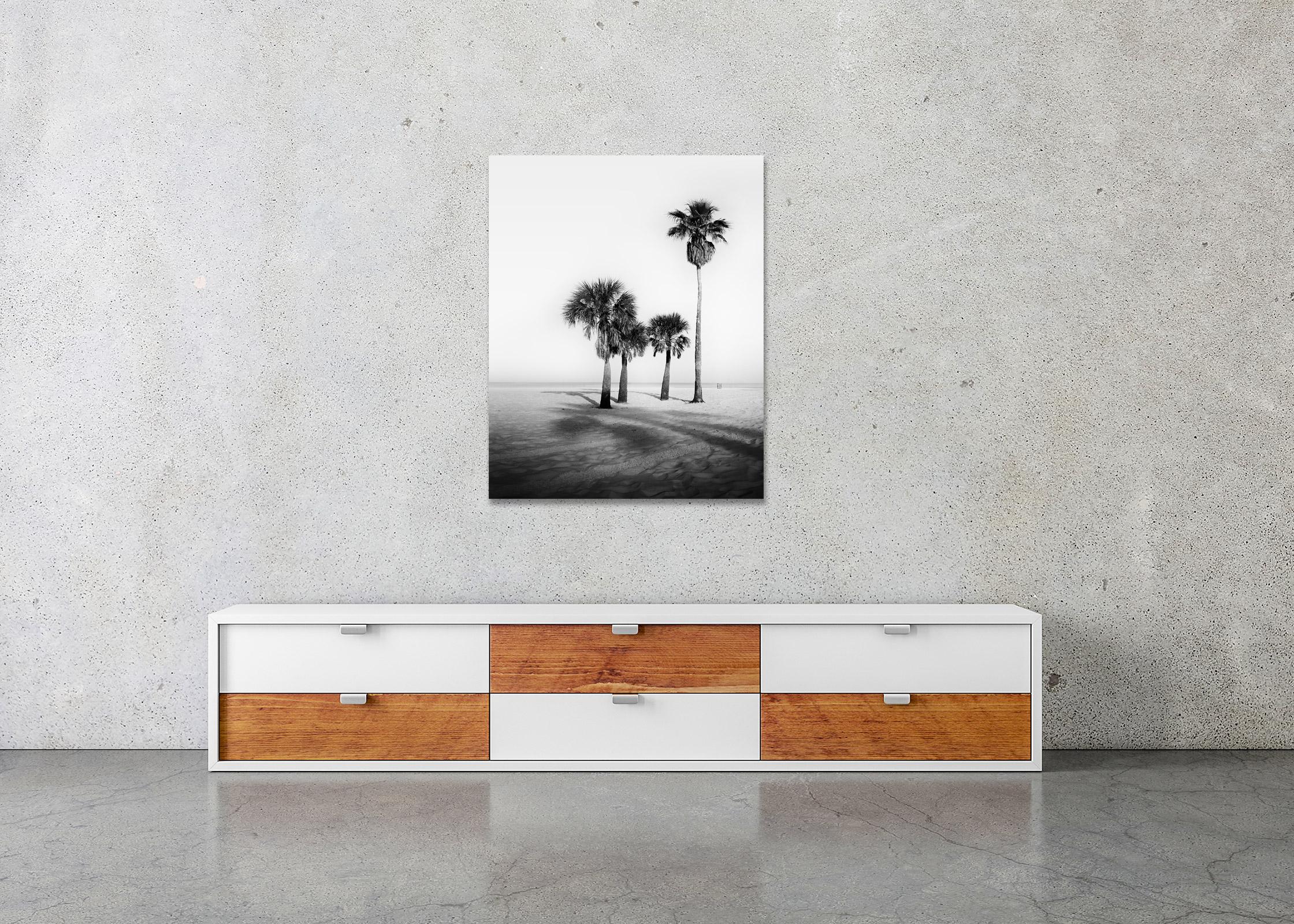 Palm Beach, Palm Trees, Florida, USA, black and white photography, art landscape - Gray Black and White Photograph by Gerald Berghammer