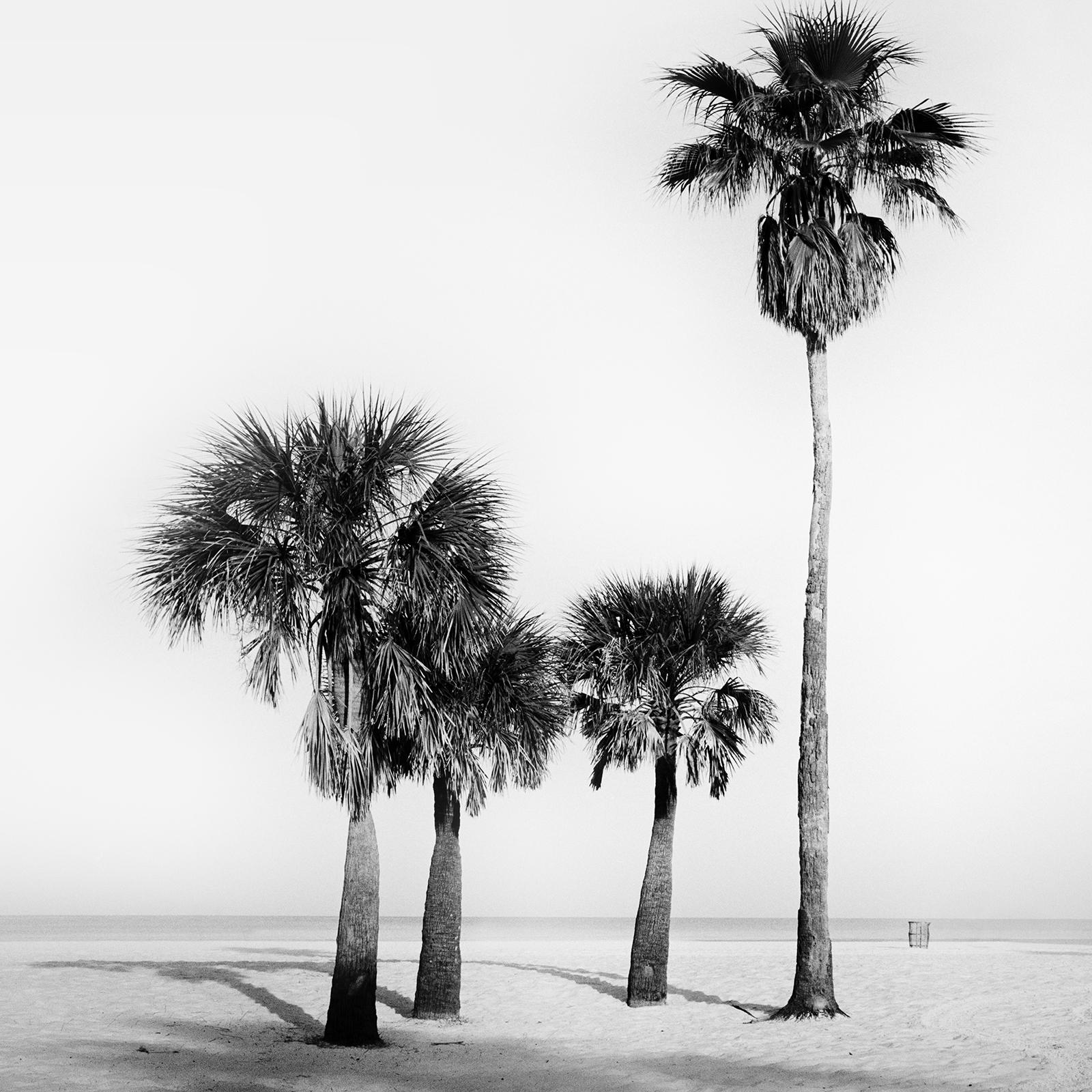 Black and White Fine Art Large Format Photography. Palm trees, beach, morning mood, Florida, USA. Archival pigment ink print, edition of 7. Signed, titled, dated and numbered by artist. Certificate of authenticity included. Printed with 4cm white