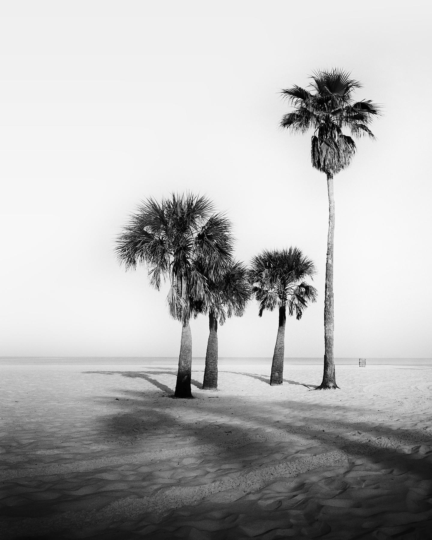 Palm Beach, Palm Trees, Floride, États-Unis, photographies en noir et blanc, paysage d'art