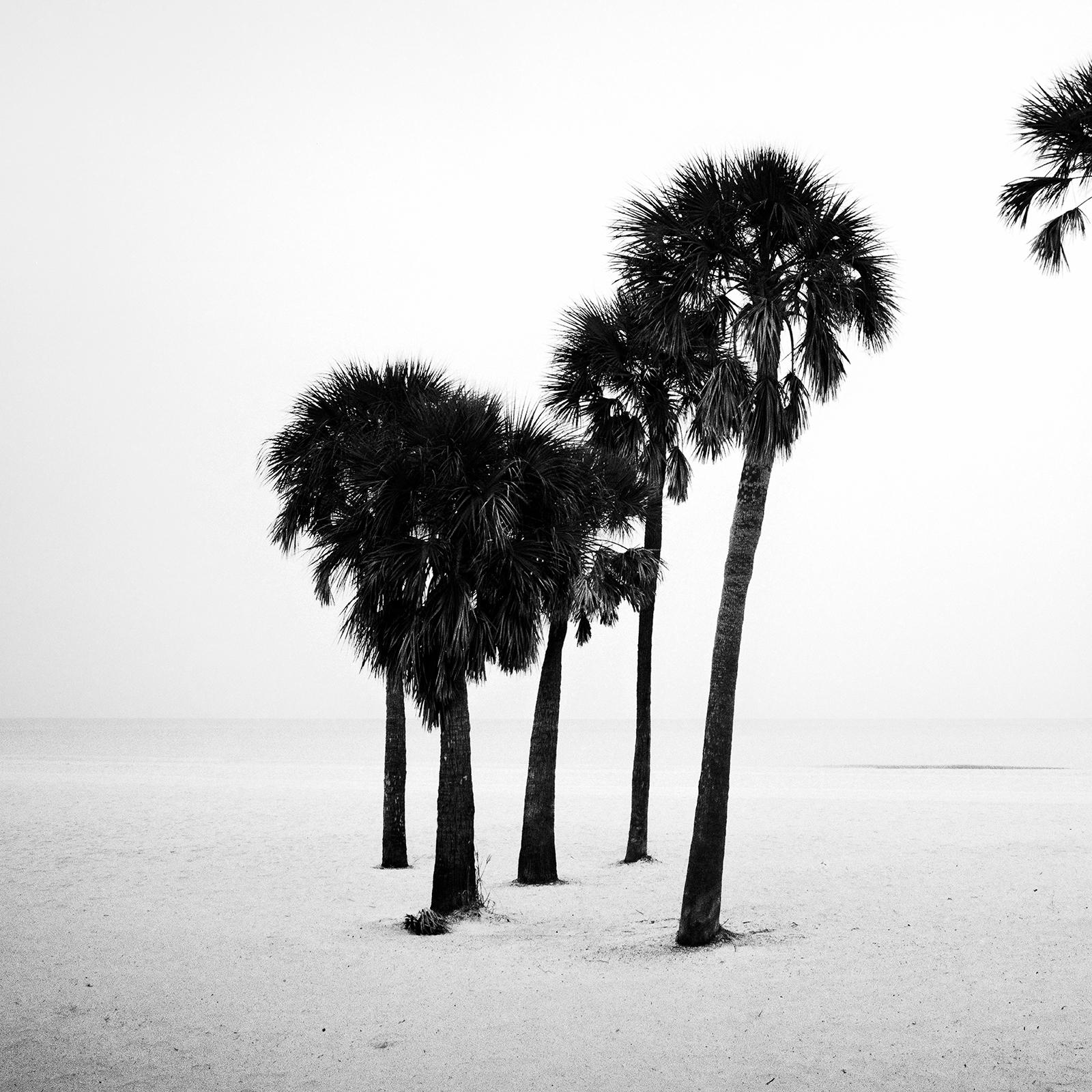 Palm Tree, lonley Beach, Florida, USA, black and white photography, landscape For Sale 2