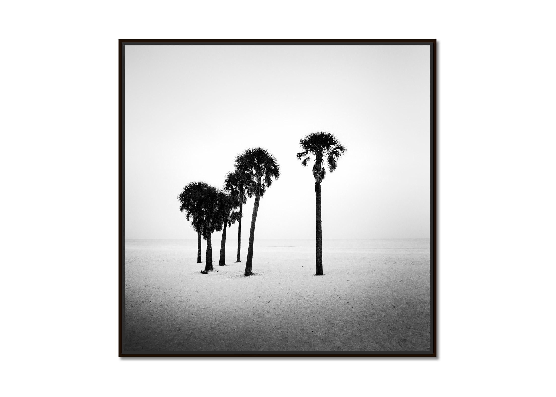 Palm Tree, lonley Beach, Florida, USA, black and white photography, landscape - Photograph by Gerald Berghammer