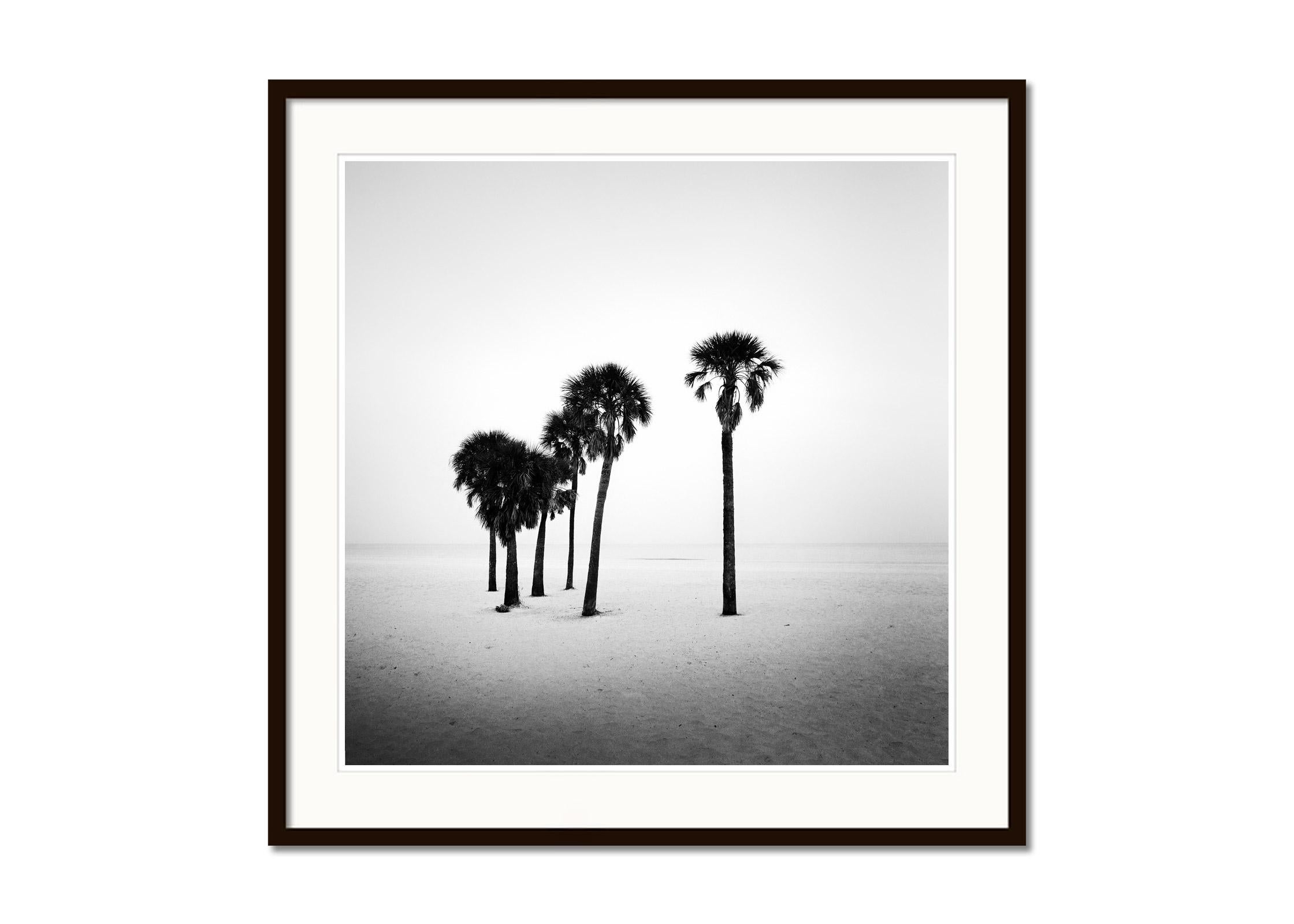 minimalist palm tree