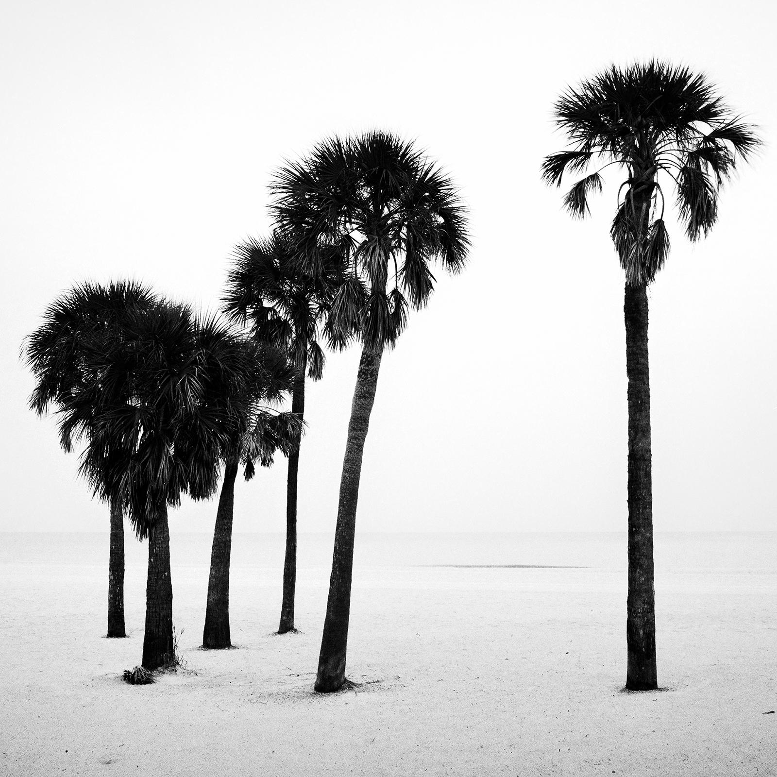 Palm Tree, lonley Beach, Florida, USA, black and white photography, landscape For Sale 1