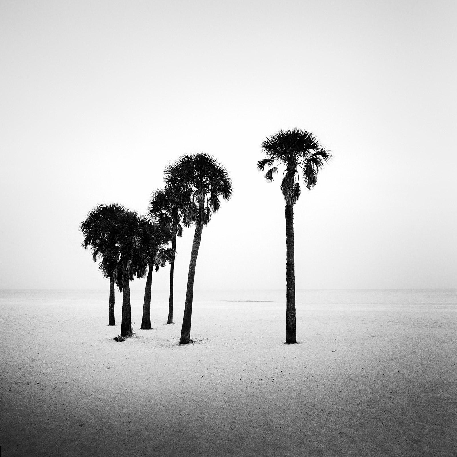 Gerald Berghammer Landscape Photograph - Palm Tree, lonley Beach, Florida, USA, black and white photography, landscape