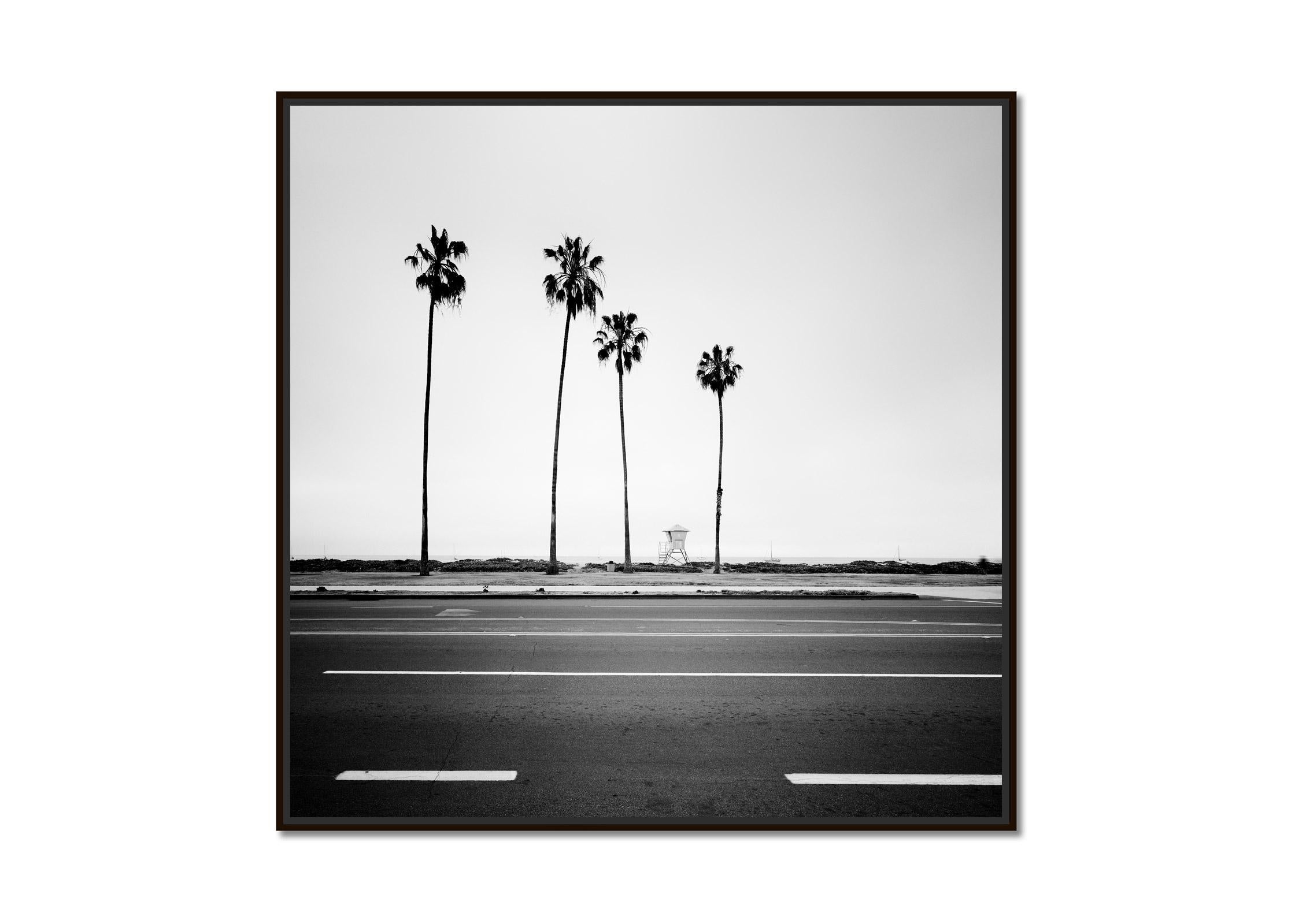 Palm Tree, beach, Santa Barbara, USA, black and white landscape photography - Photograph by Gerald Berghammer