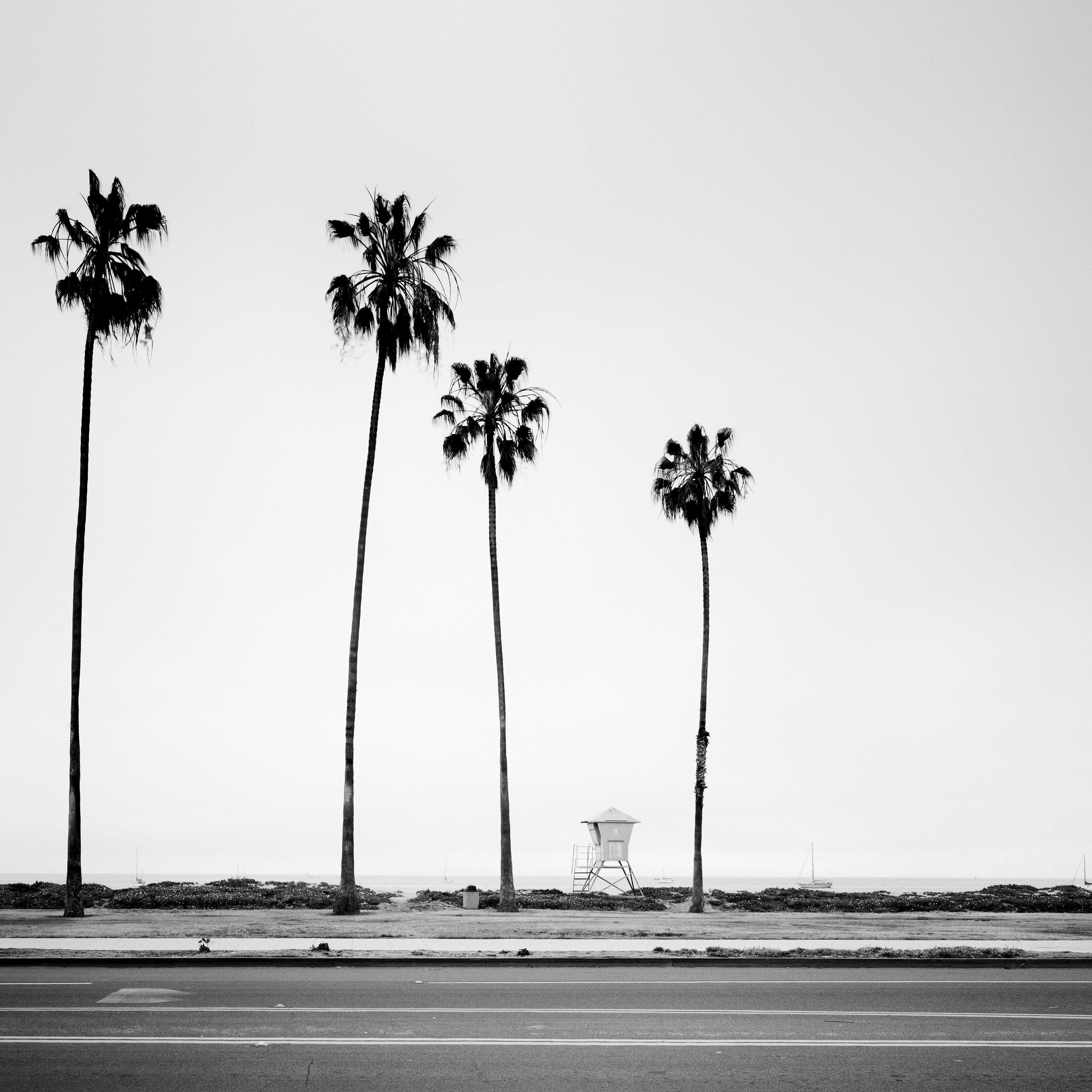 Palm Tree, beach, Santa Barbara, USA, black and white landscape photography For Sale 3