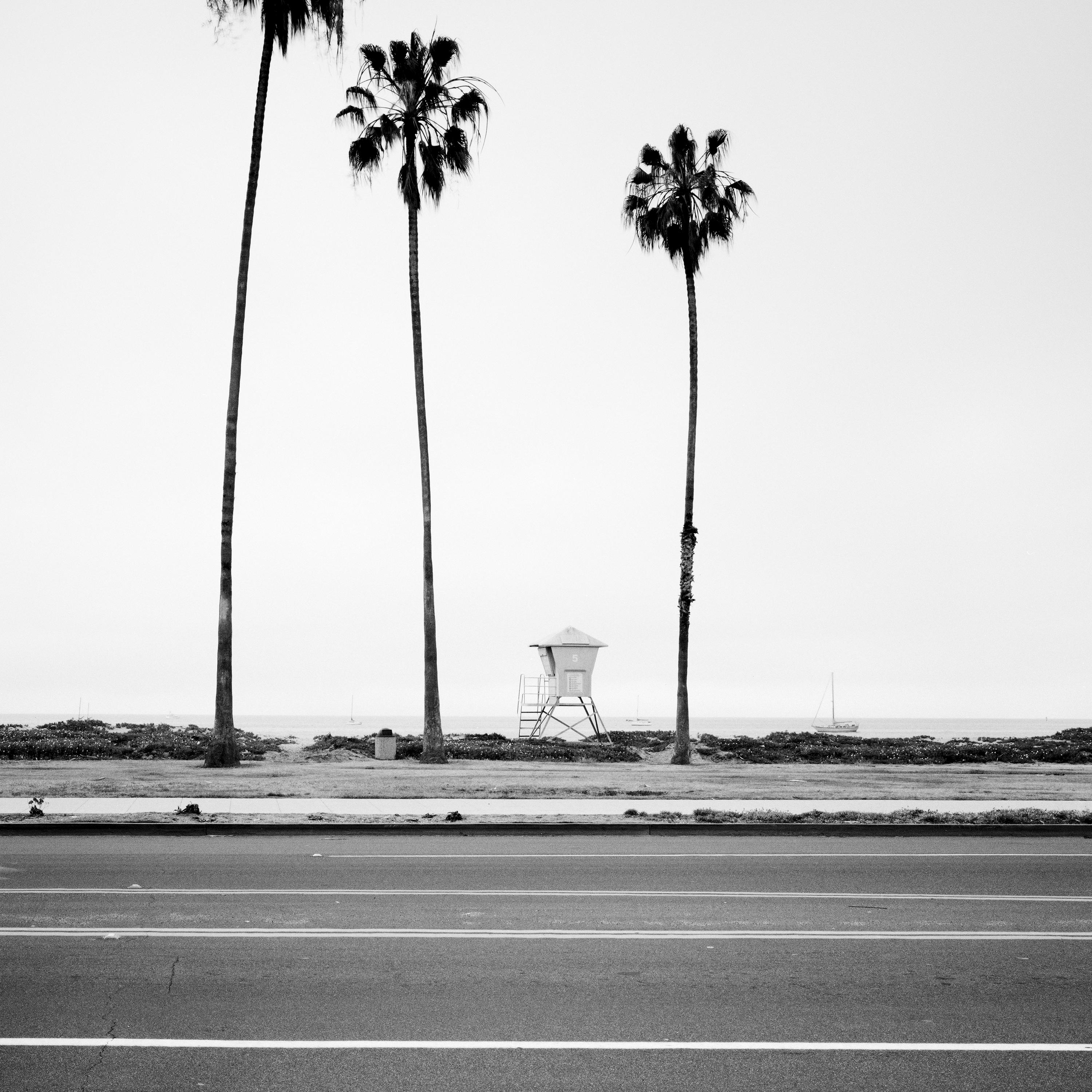 Palm Tree, beach, Santa Barbara, USA, black and white landscape photography For Sale 4