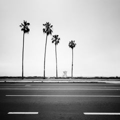 Palmier, plage, Santa Barbara, USA, photographie de paysage en noir et blanc