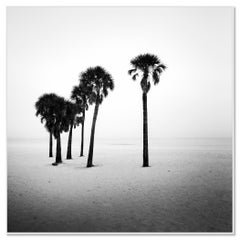 Palm Tree, lonley Beach, Florida, USA - black and white photography - landscape