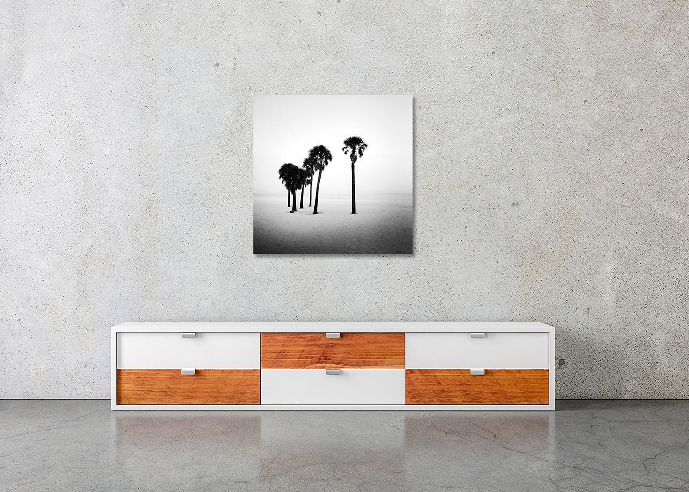 Palmier, lonley Beach, Floride, USA, photographie noir et blanc, paysage en vente 2