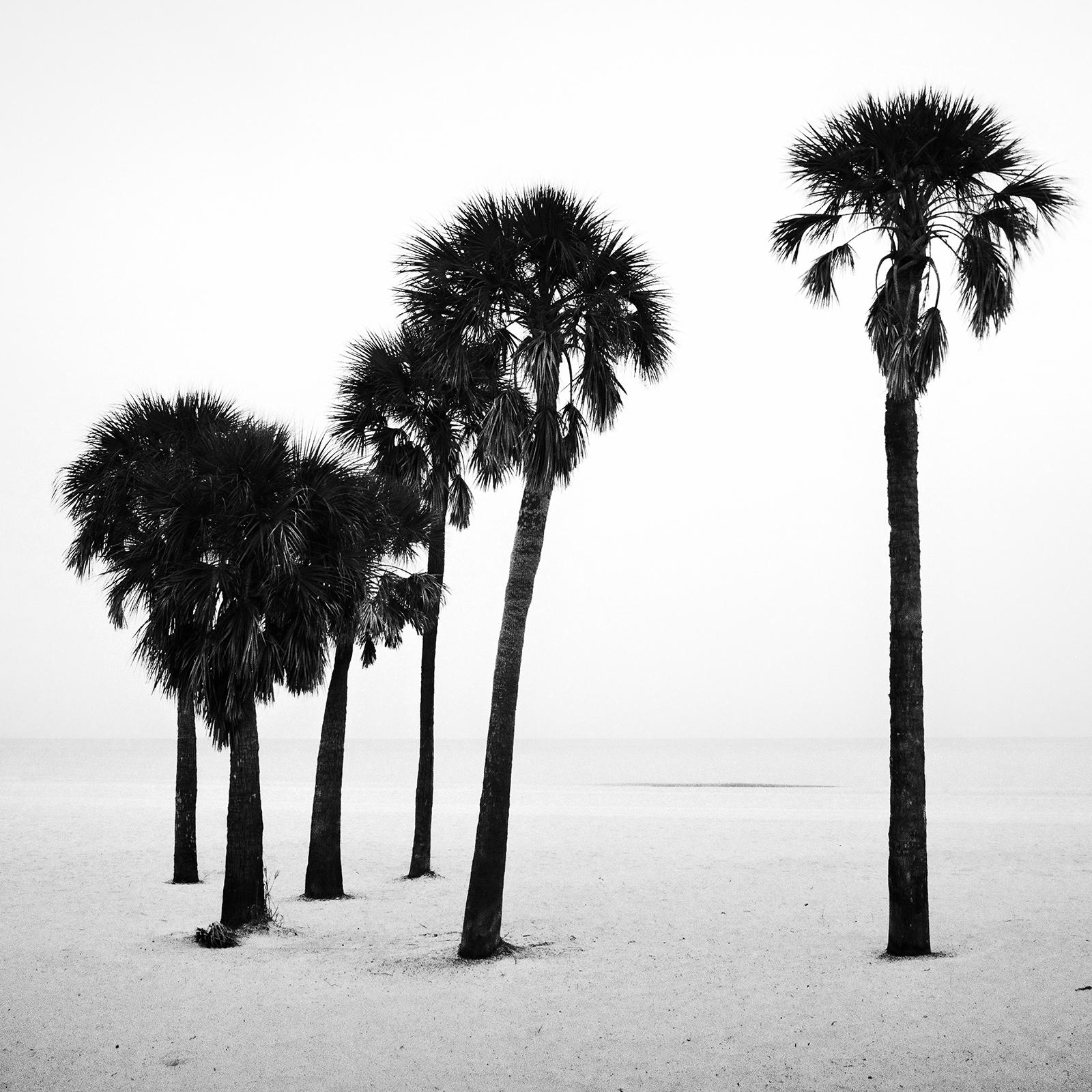 Palmier, lonley Beach, Floride, USA, photographie noir et blanc, paysage en vente 3