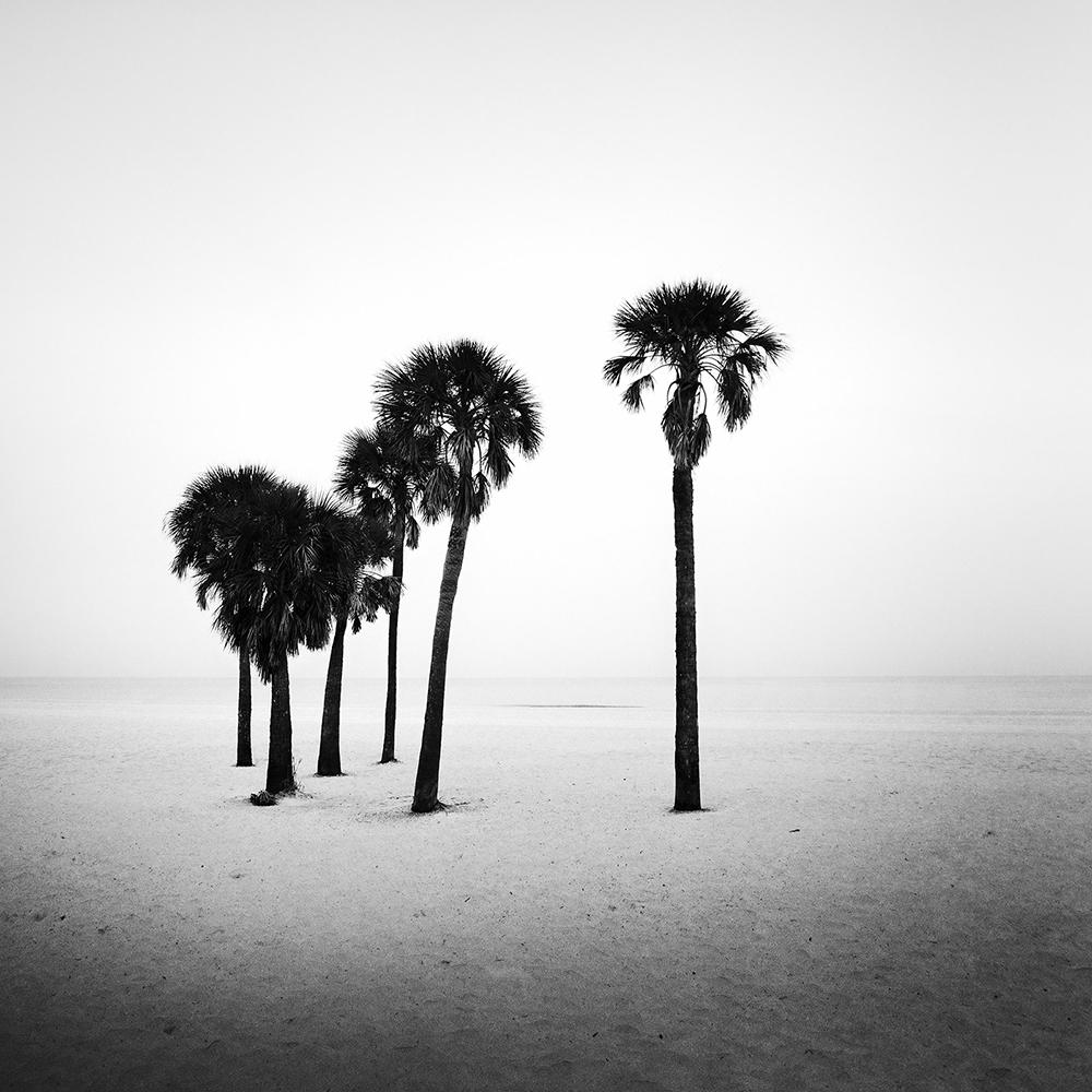 Landscape Photograph Gerald Berghammer - Palmier, lonley Beach, Floride, USA, photographie noir et blanc, paysage