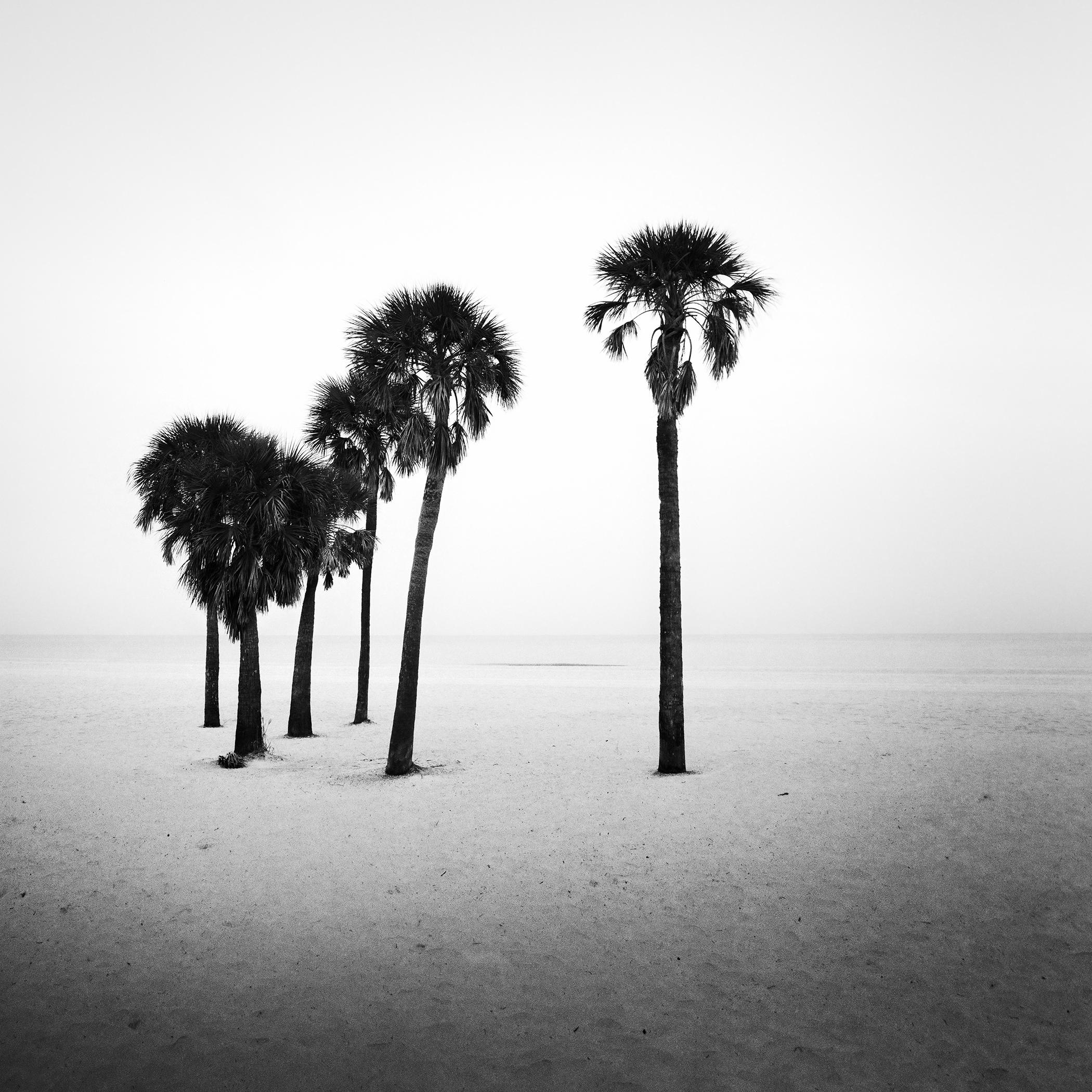 Palmier, lonley Beach, Floride, USA, photographie noir et blanc, paysage