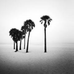 Palmier, lonley Beach, Floride, USA, photographie noir et blanc, paysage