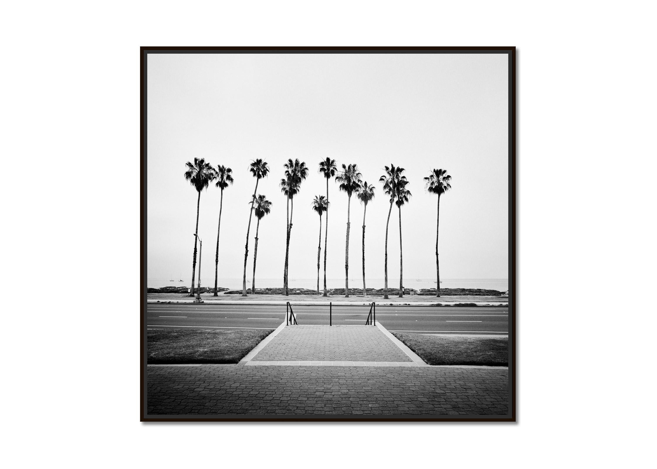 Palm Tree, Santa Barbara, California, black and white photography, art landscape - Photograph by Gerald Berghammer