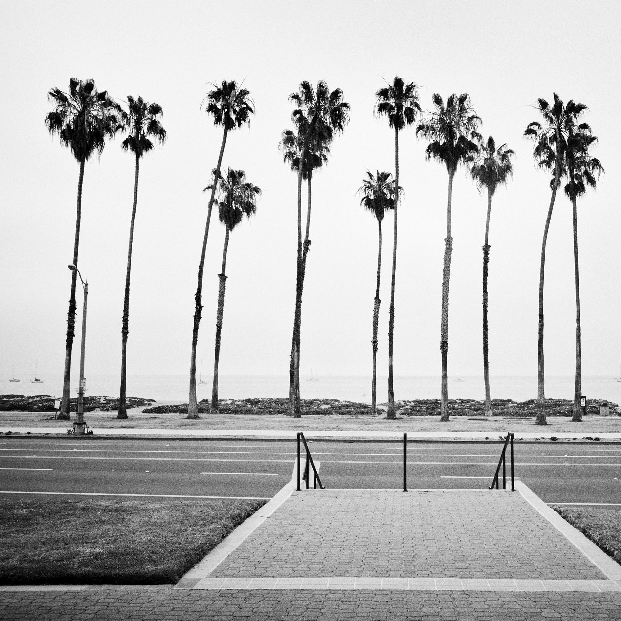 Palm Tree, Santa Barbara, California, black and white photography, art landscape For Sale 4